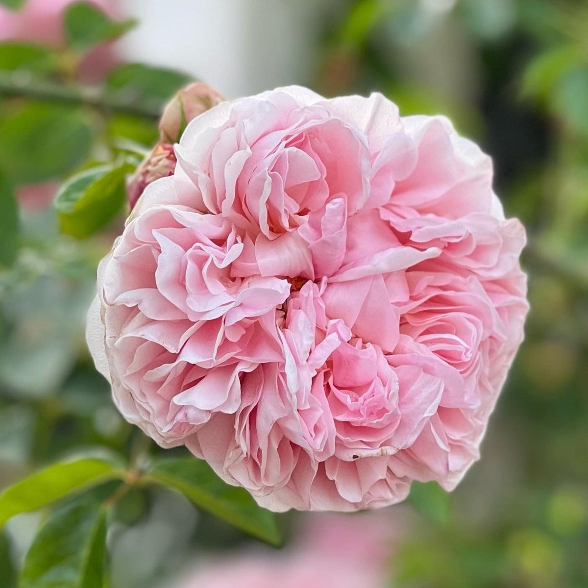 St. Swithun Rose Bush