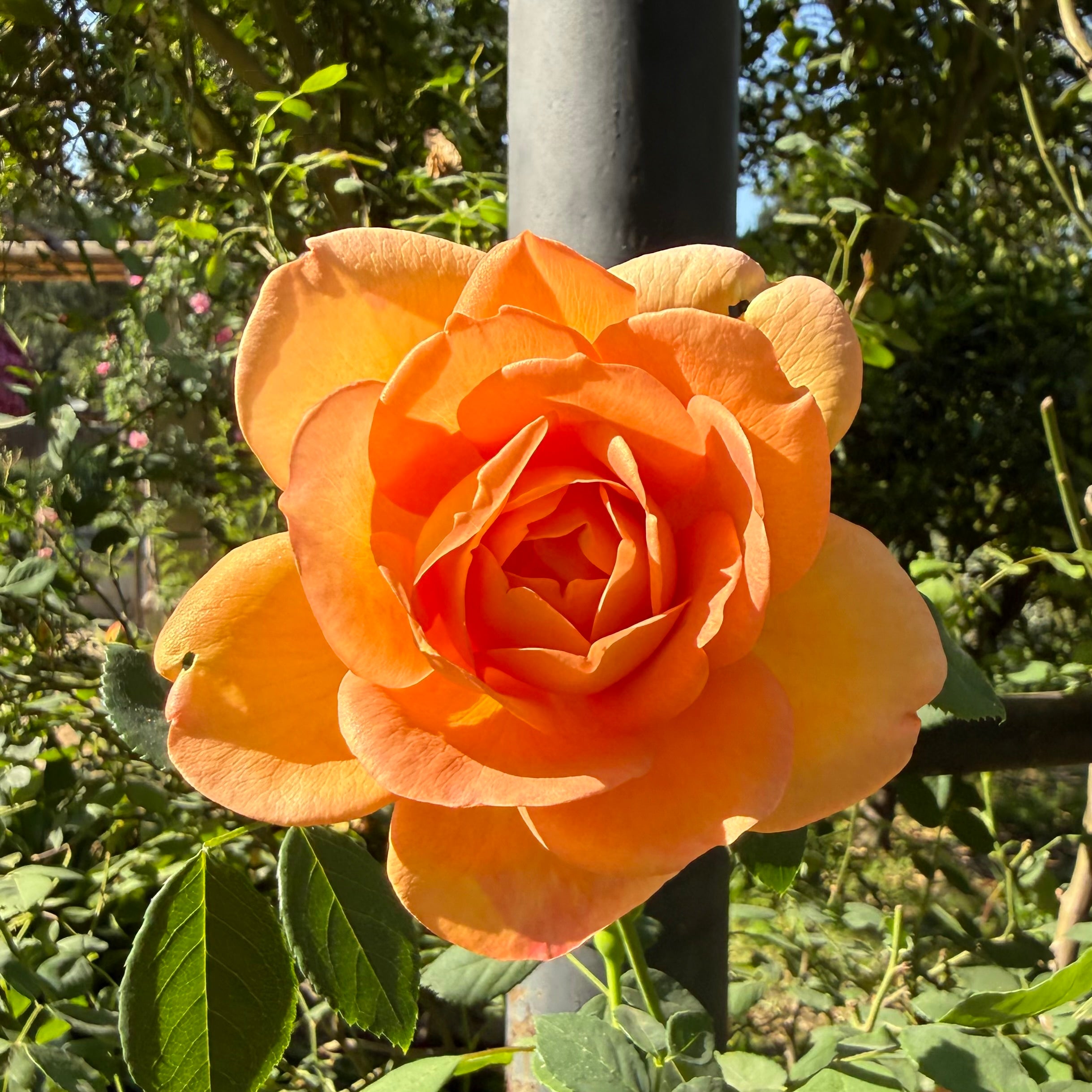 David Austin® Lady of Shalott™ Potted Rose Bush