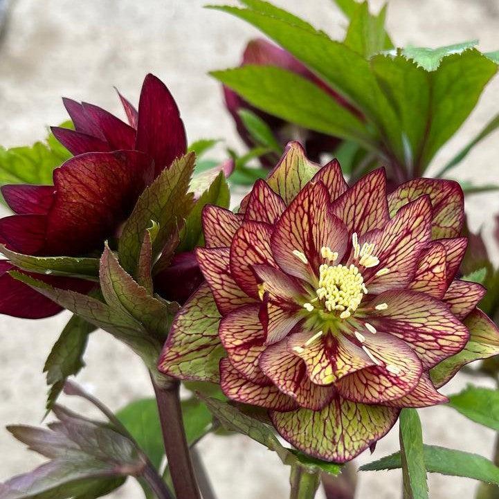 Helleborus 'Childhood Sweetheart' Potted Lenten Rose Plant