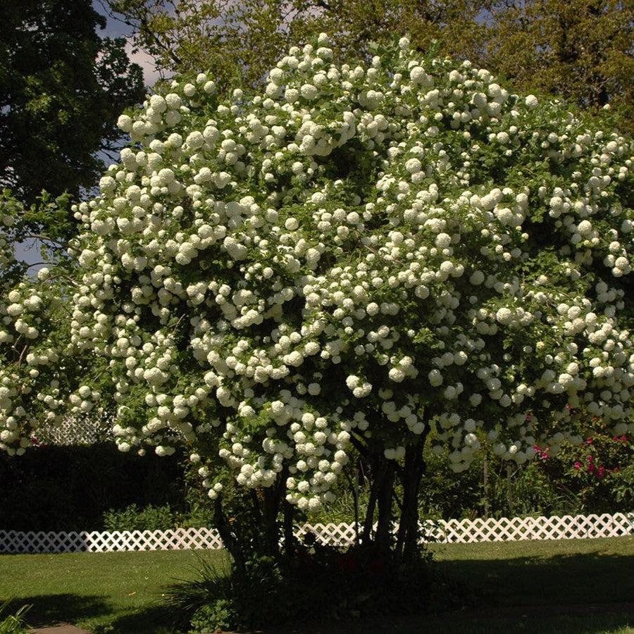 Viburnum opulus 'Roseum' Potted Eastern Snowball Bush