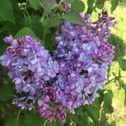 Lilac Scentara® Double Blue Potted Lilac Bush