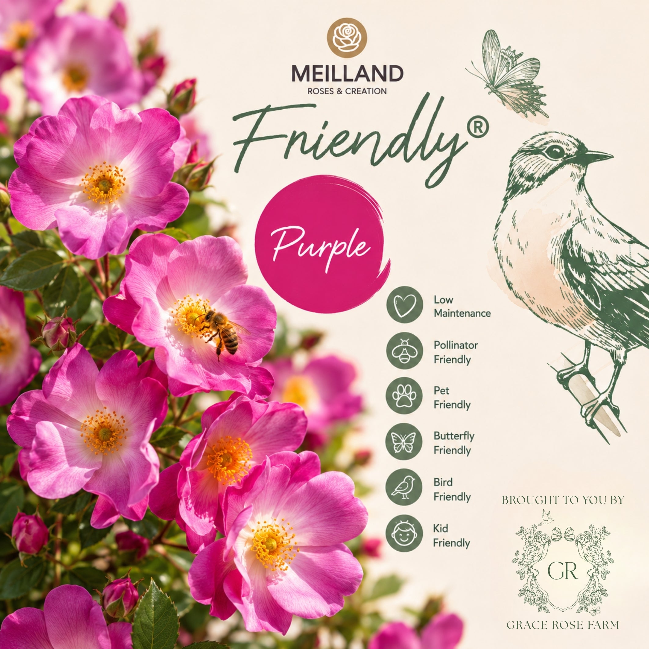 Friendly® Purple Potted Rose Bush