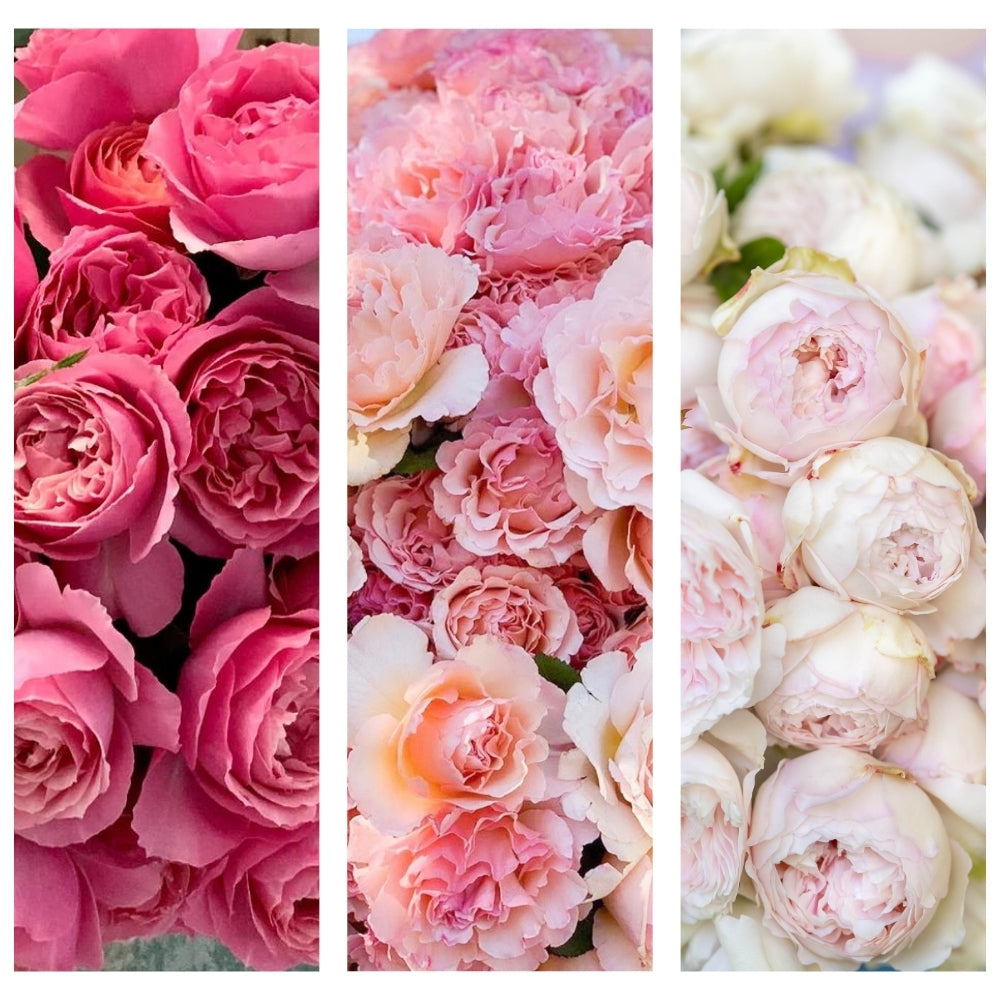 Pride & Petals® Garden Color Stories™ Bundle of 3 Bare Root Roses