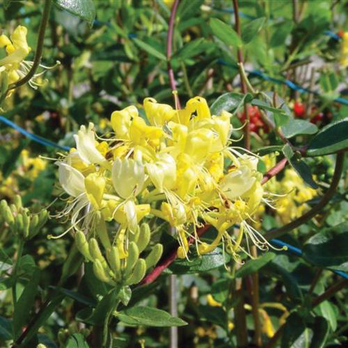 Honeysuckle 'Scentsation' Potted Honeysuckle Plant