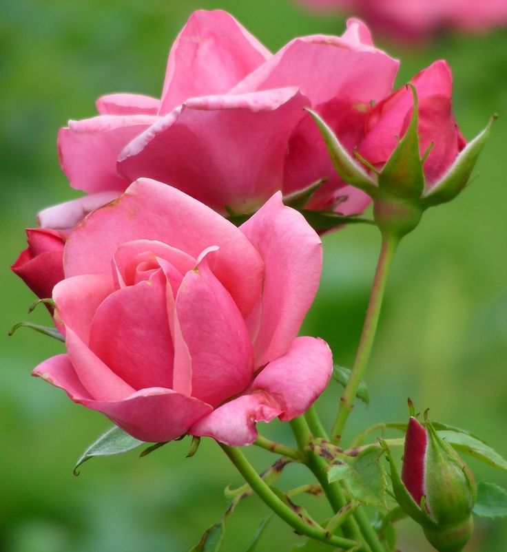 Belle Danielle™ Bare Root Rose Bush