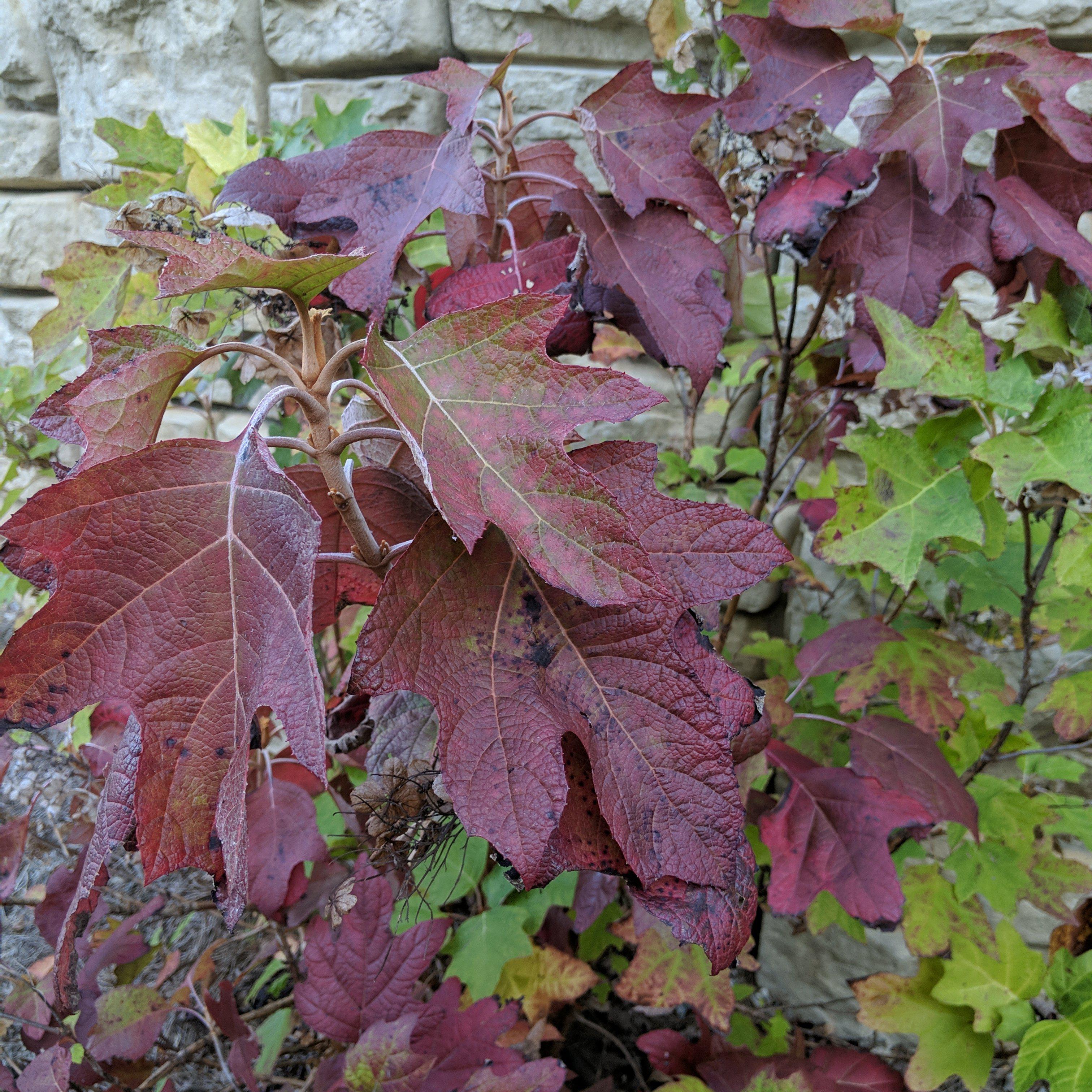 Hydrangea Alice Potted Oakleaf Hydrangea Bush