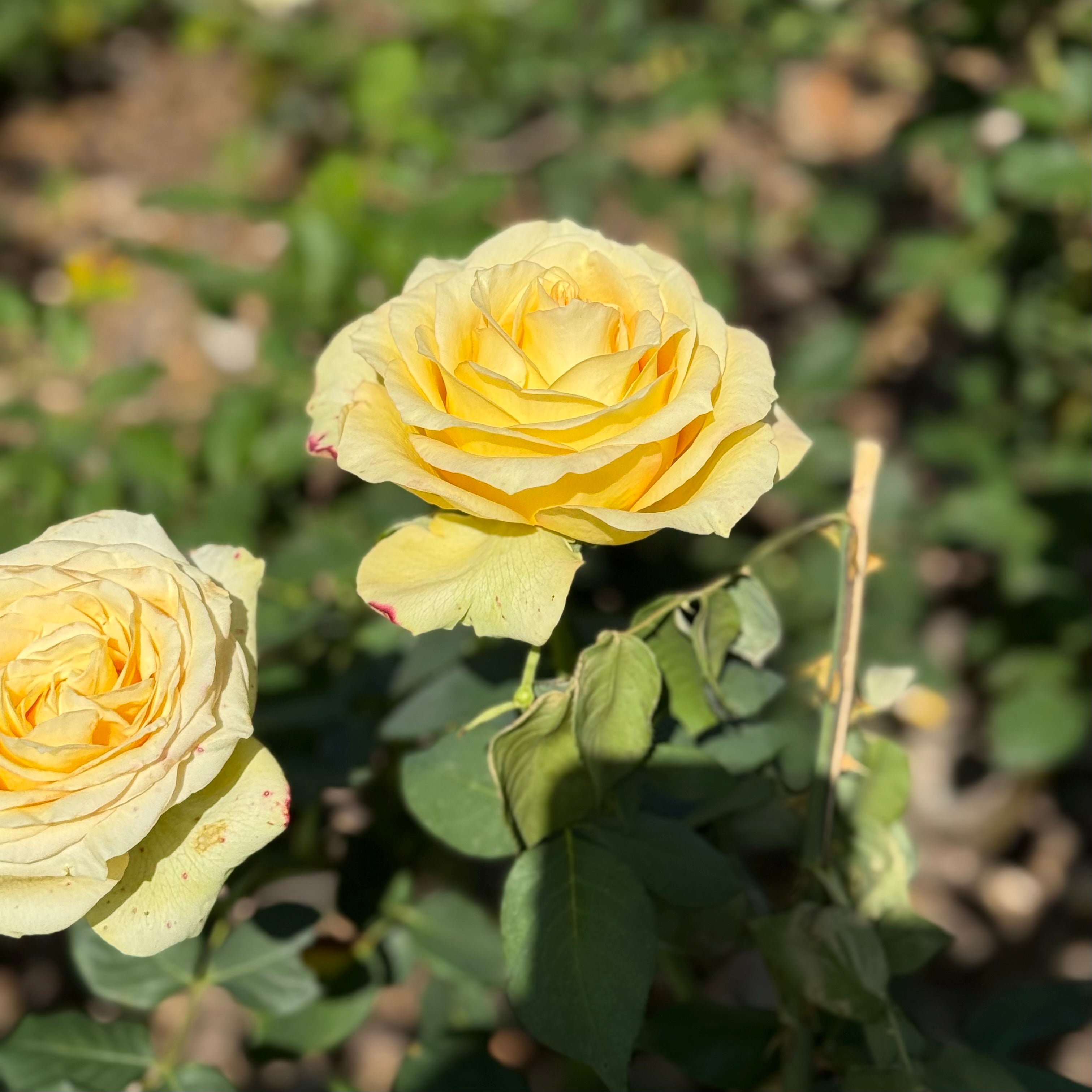 St Patrick™ Potted Rose Bush