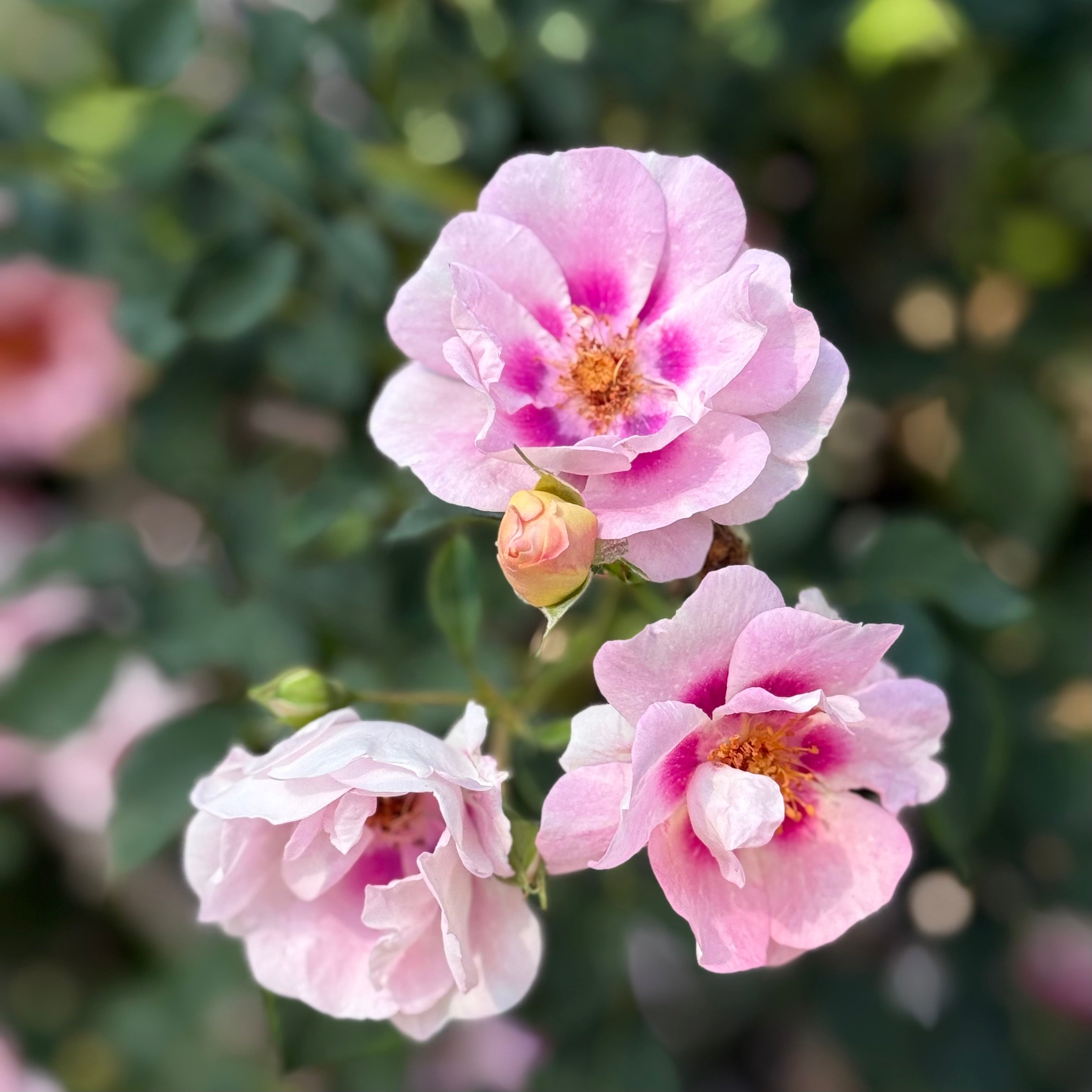 Easy on the Eyes™Potted Rose Bush