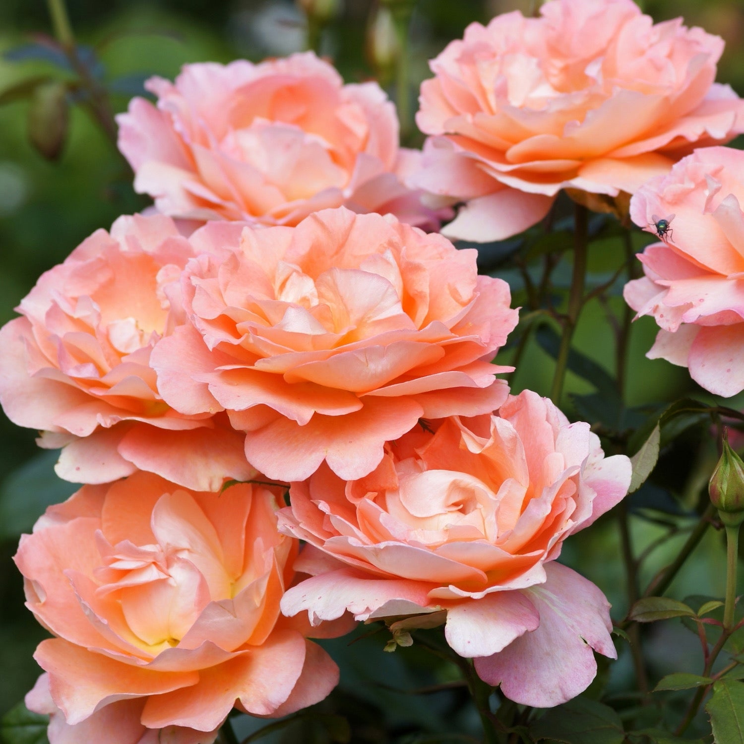 Westerland Potted Climbing Rose