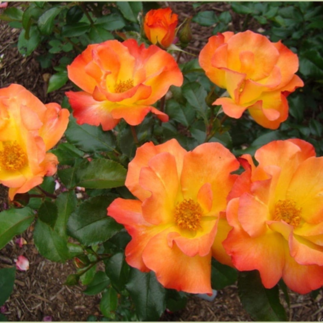 Playboy® Potted Rose Bush