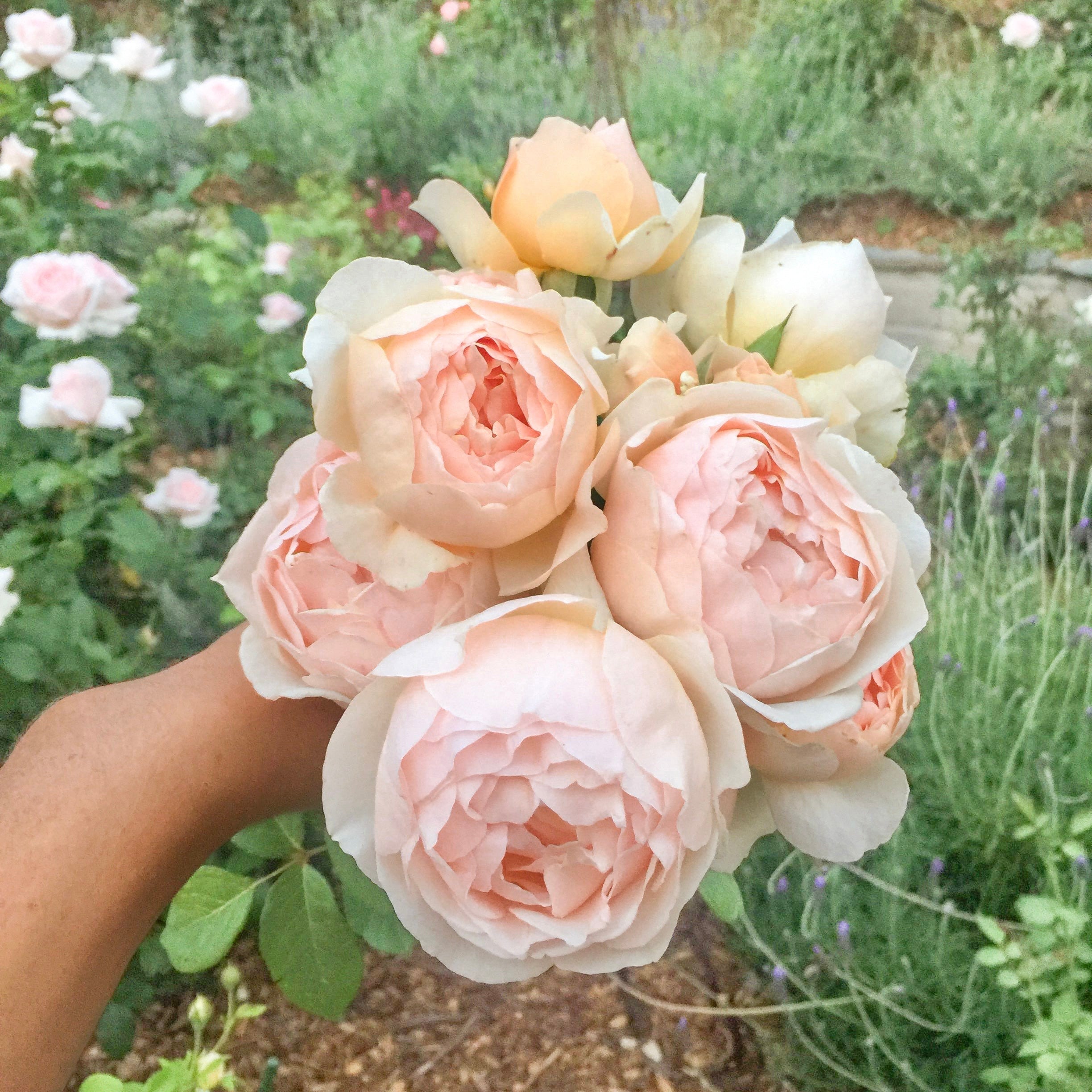 David Austin® Jude the Obscure® Potted Rose Bush