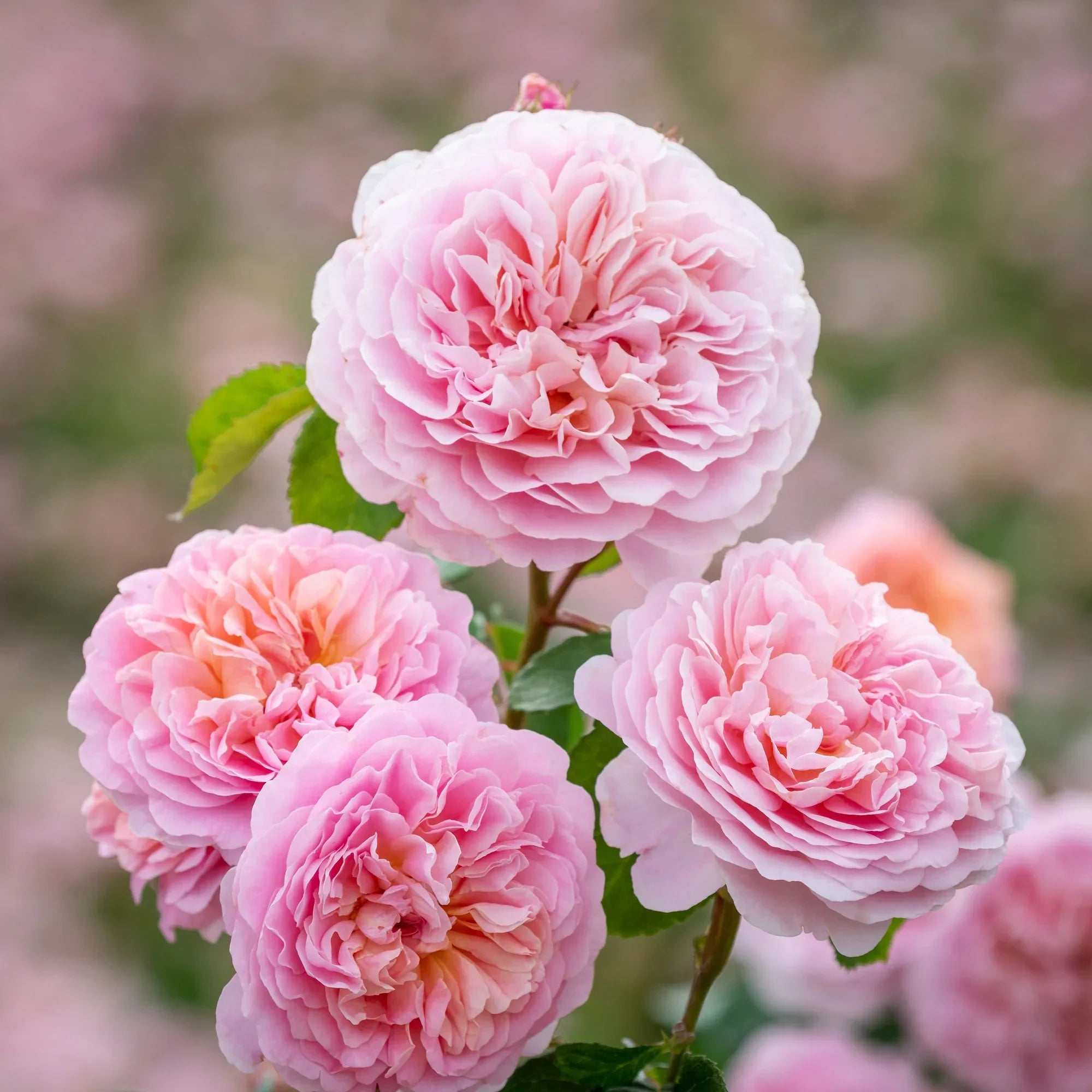 David Austin® Eustacia Vye® Potted Rose Bush