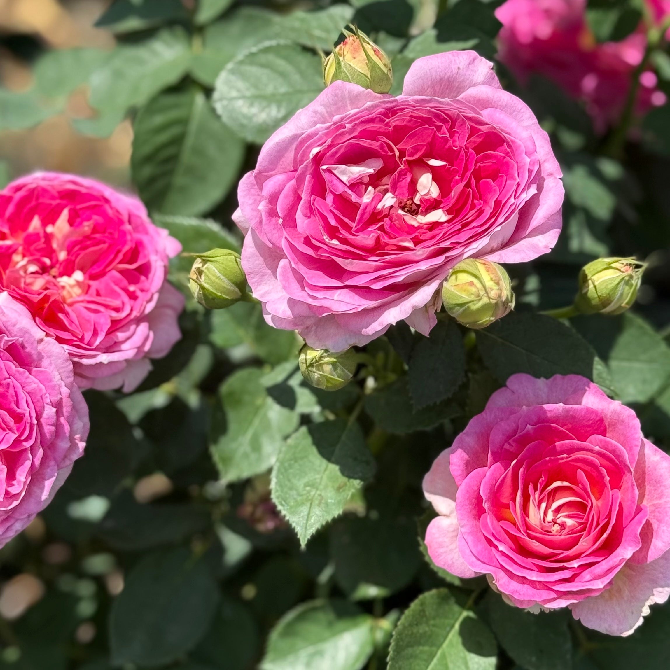 Fashion Forward™ Potted Rose Bush
