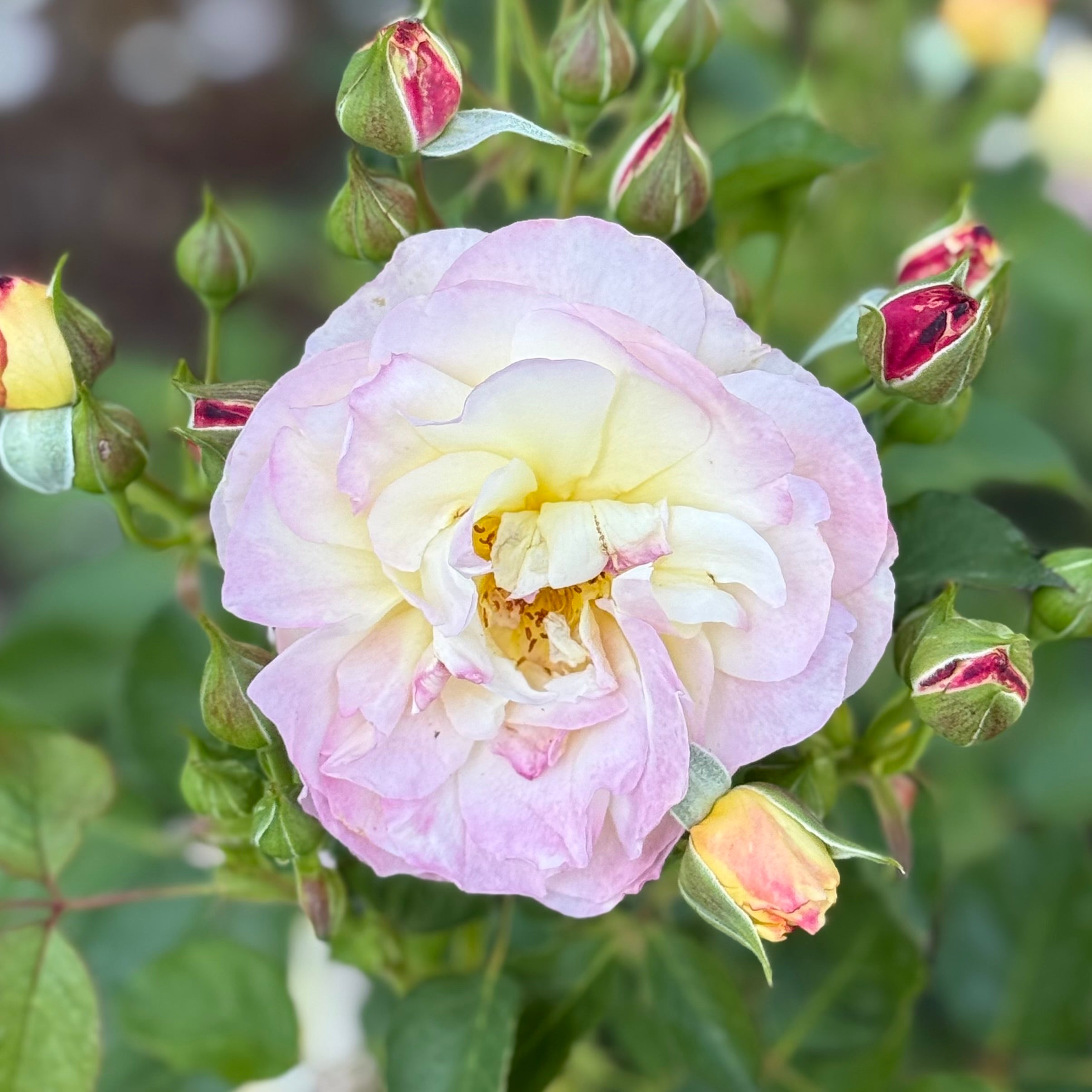 Life of the Party™ Potted Rose Bush
