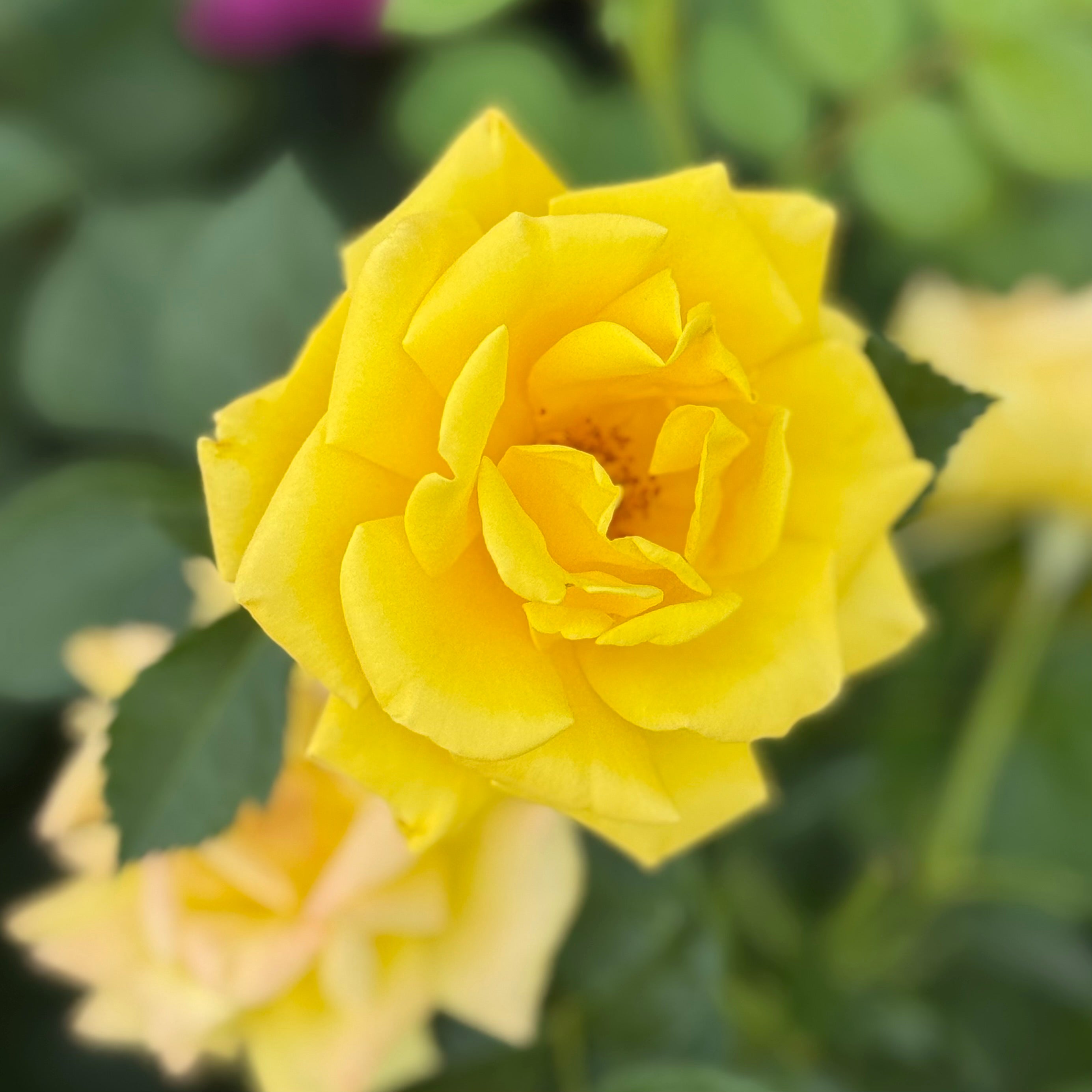 Shockwave™ Potted Rose Bush