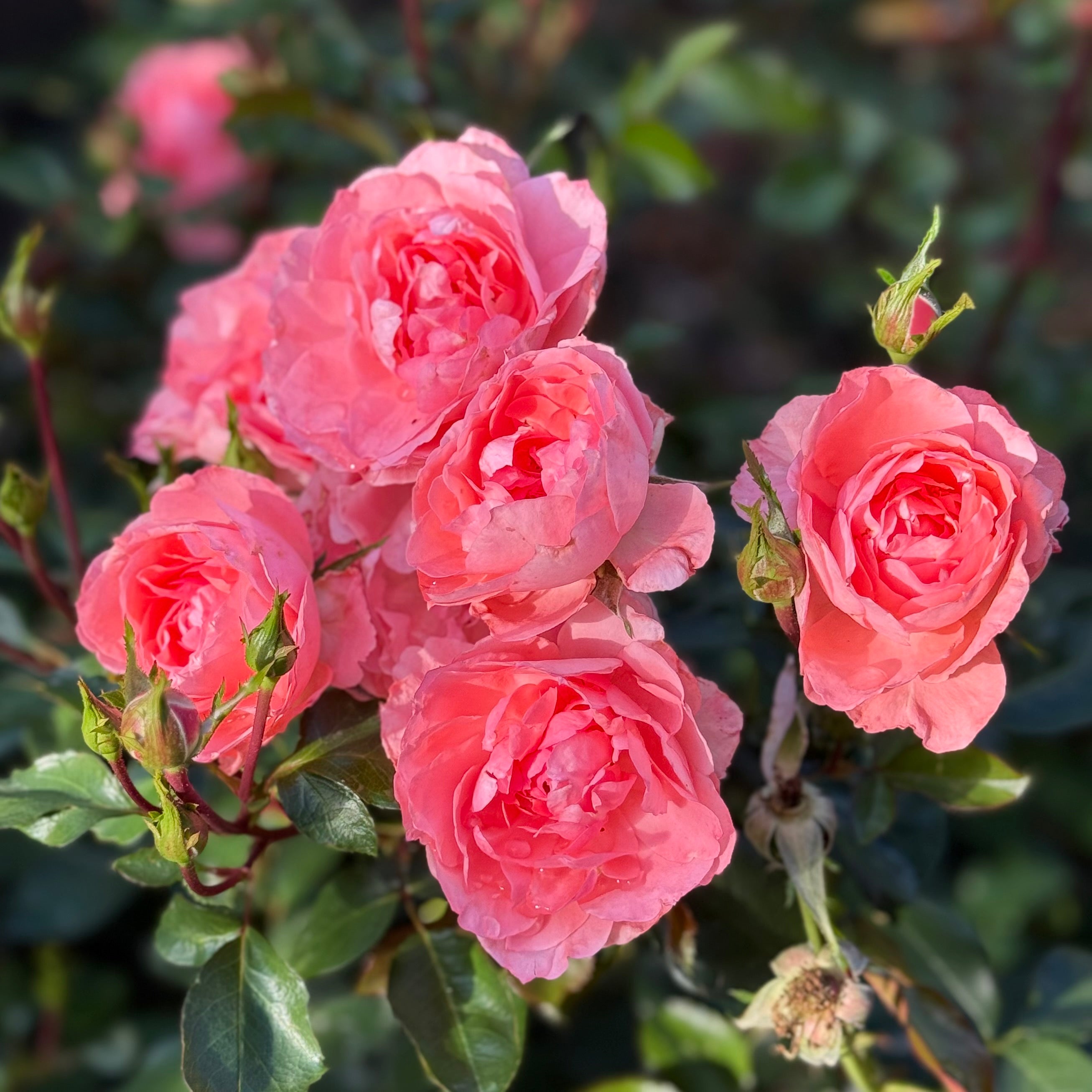 Passionate Kisses® Potted Rose Bush