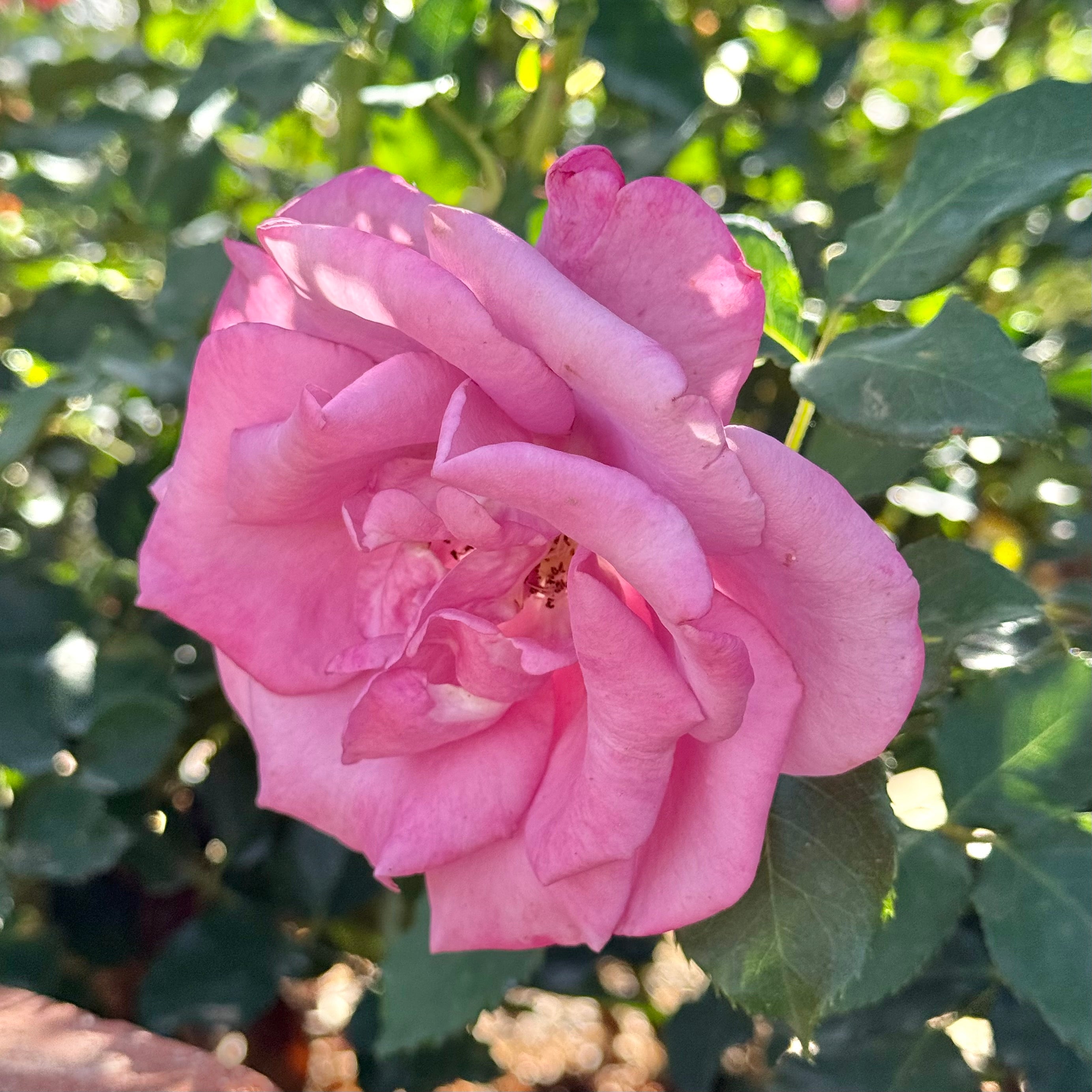 Fragrant Cloud Potted Rose Bush
