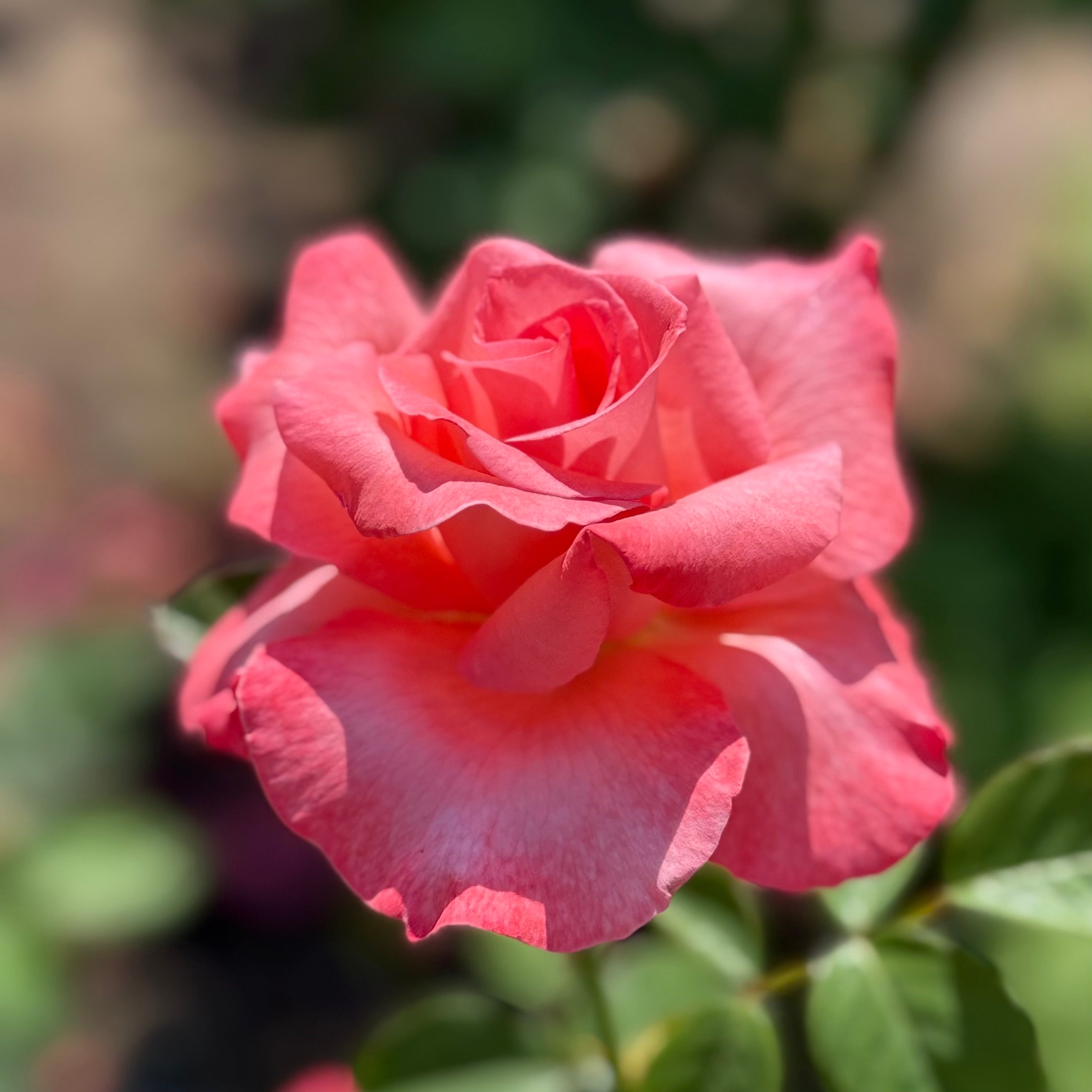 Touch of Class Potted Rose Bush