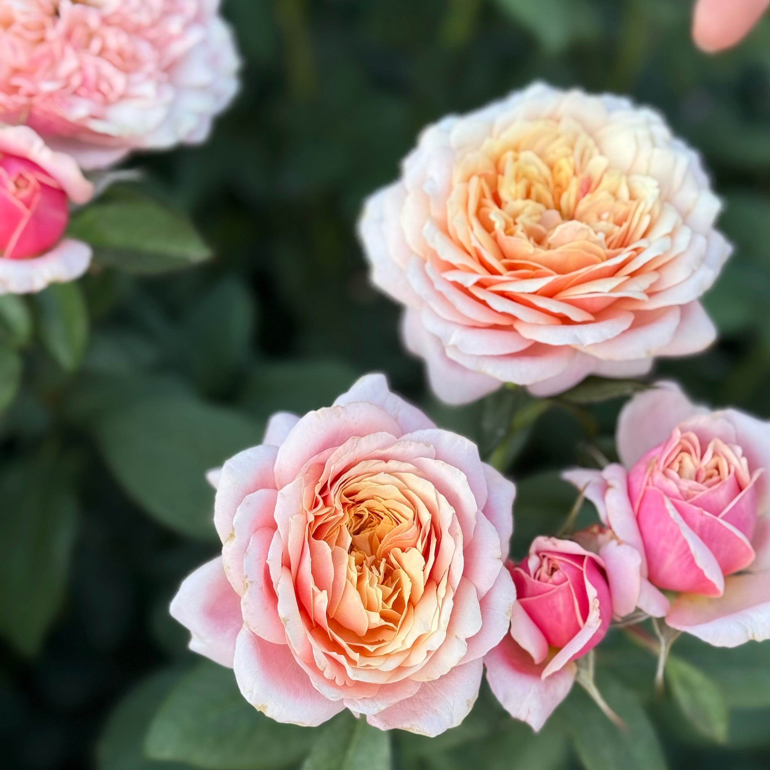 State of Grace ™ Potted Rose Bush