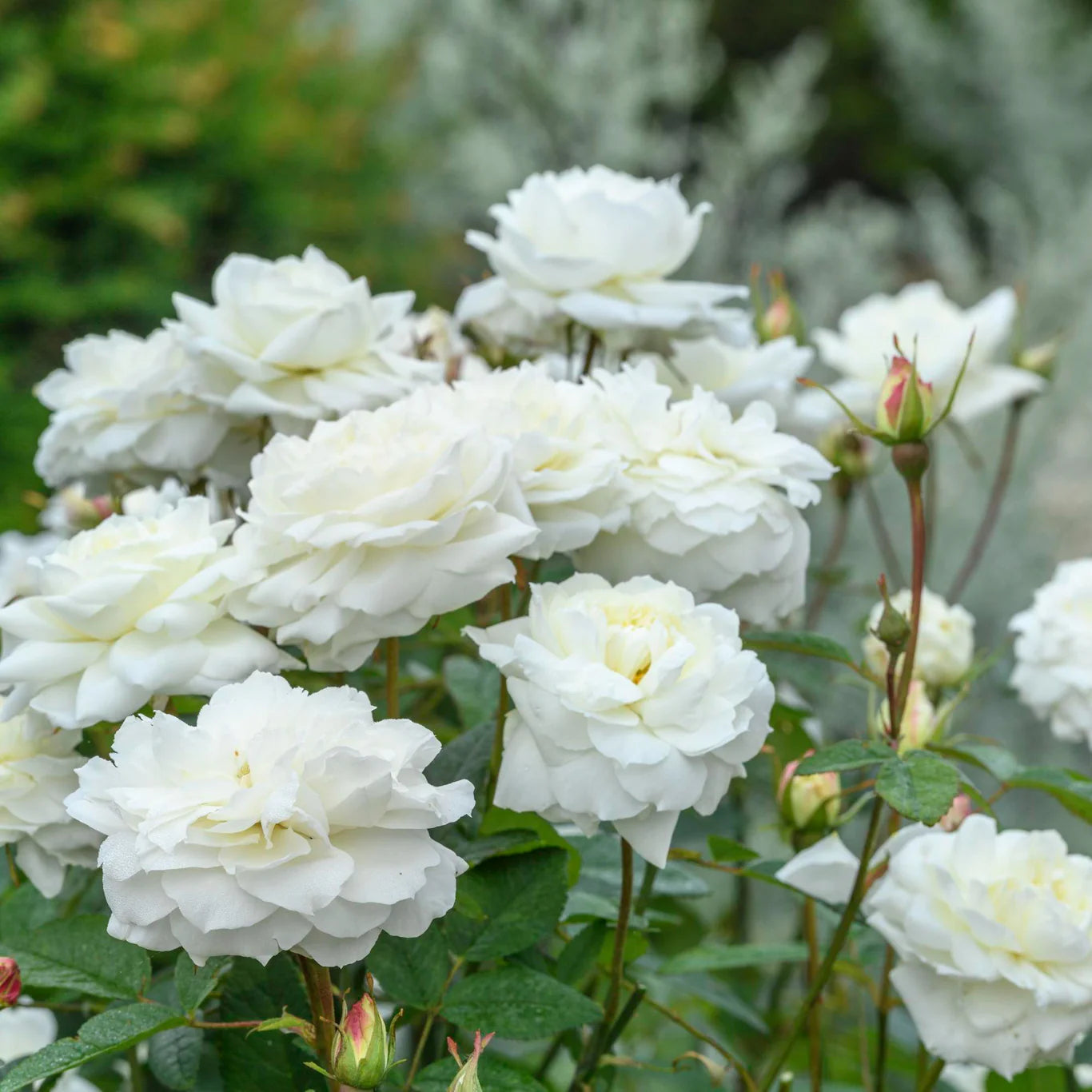 David Austin® Susan Williams-Ellis® Potted Rose Bush