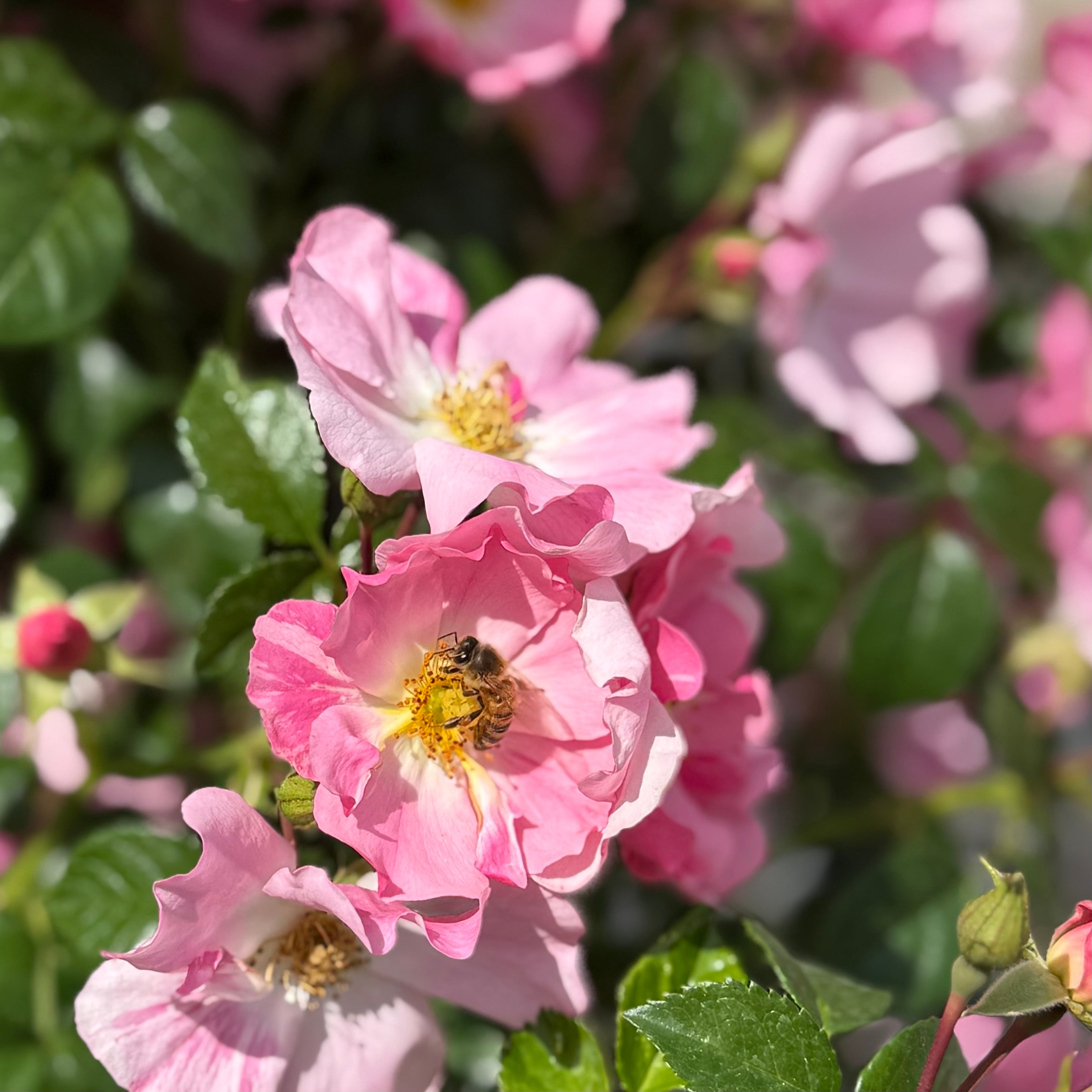 Forever & Ever® Pink Potted Rose Bush