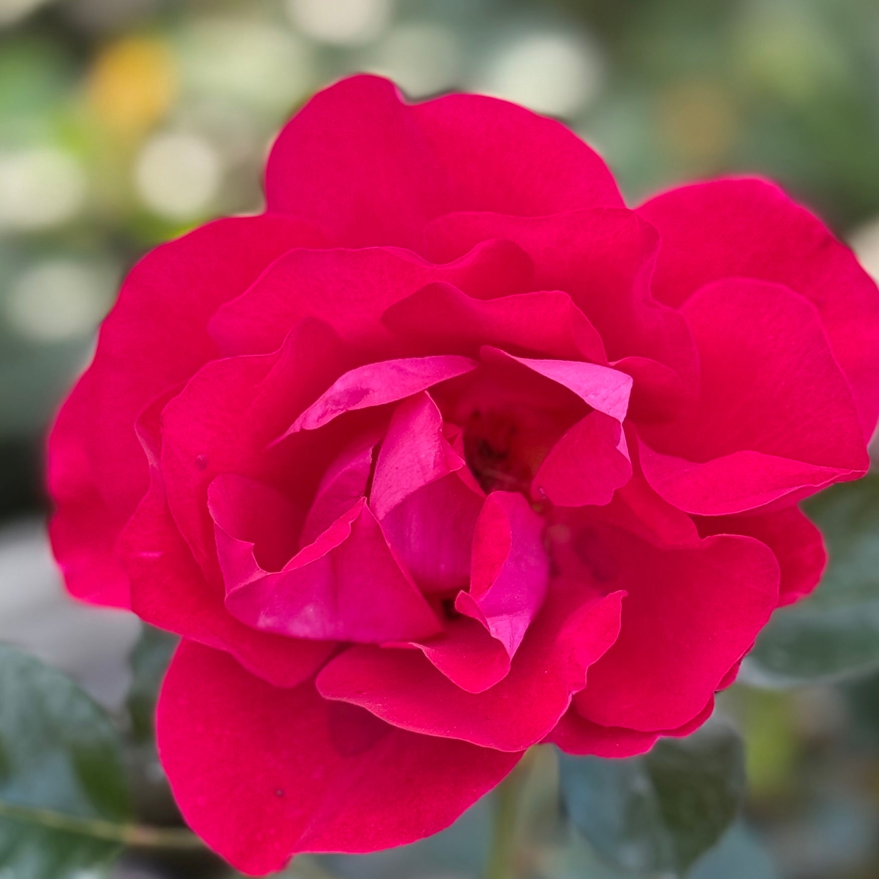 Ruby Red™ Potted Rose Bush