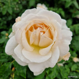 Fairytale Roses® Kosmos® Bare Root Rose Bush