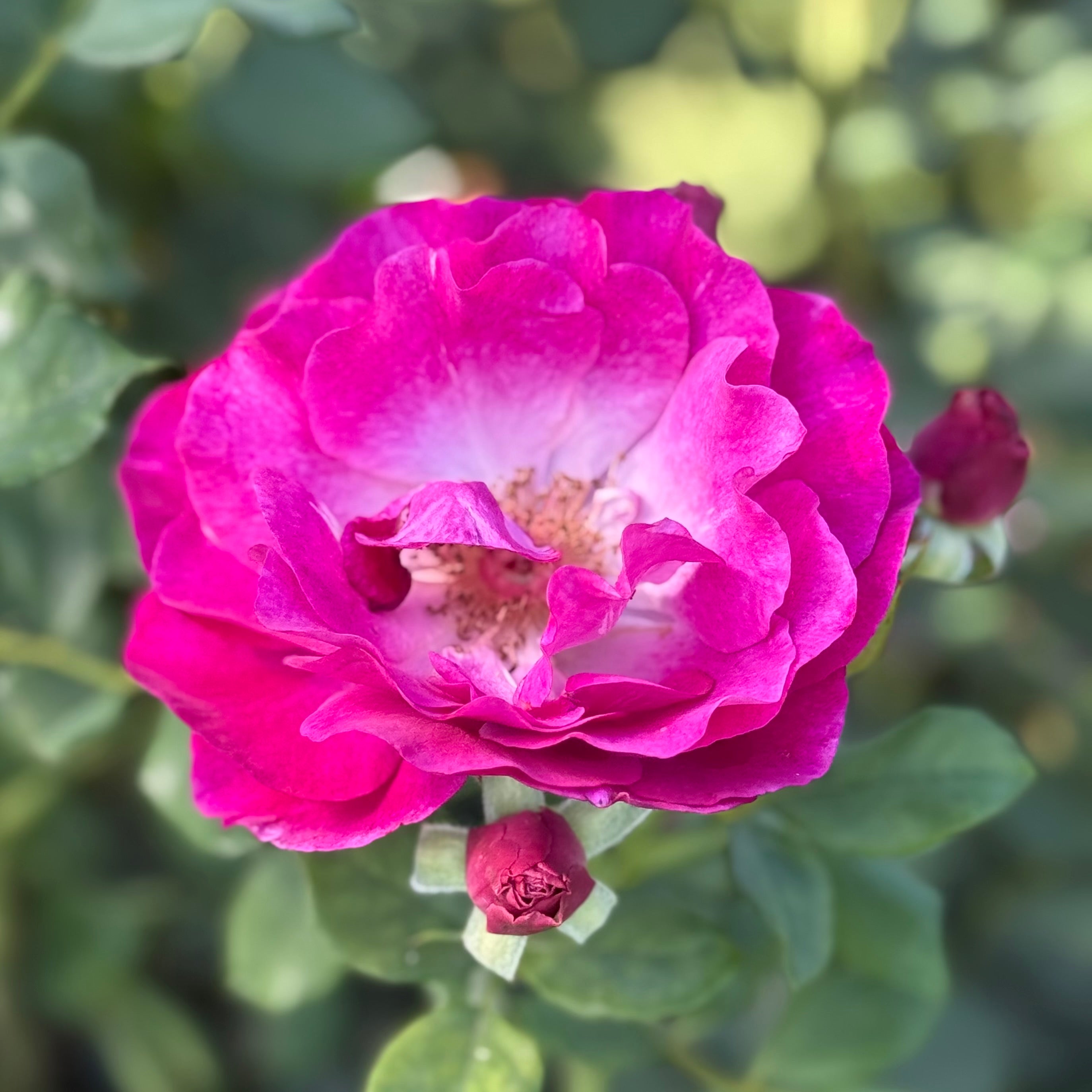 Wild Blue Yonder™ Bare Root Rose Bush