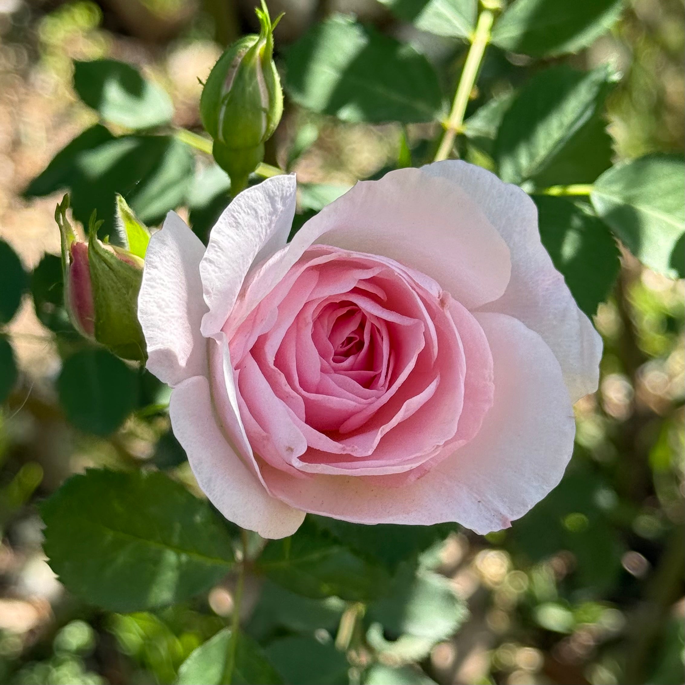 Martin Frobisher Potted Rose Bush