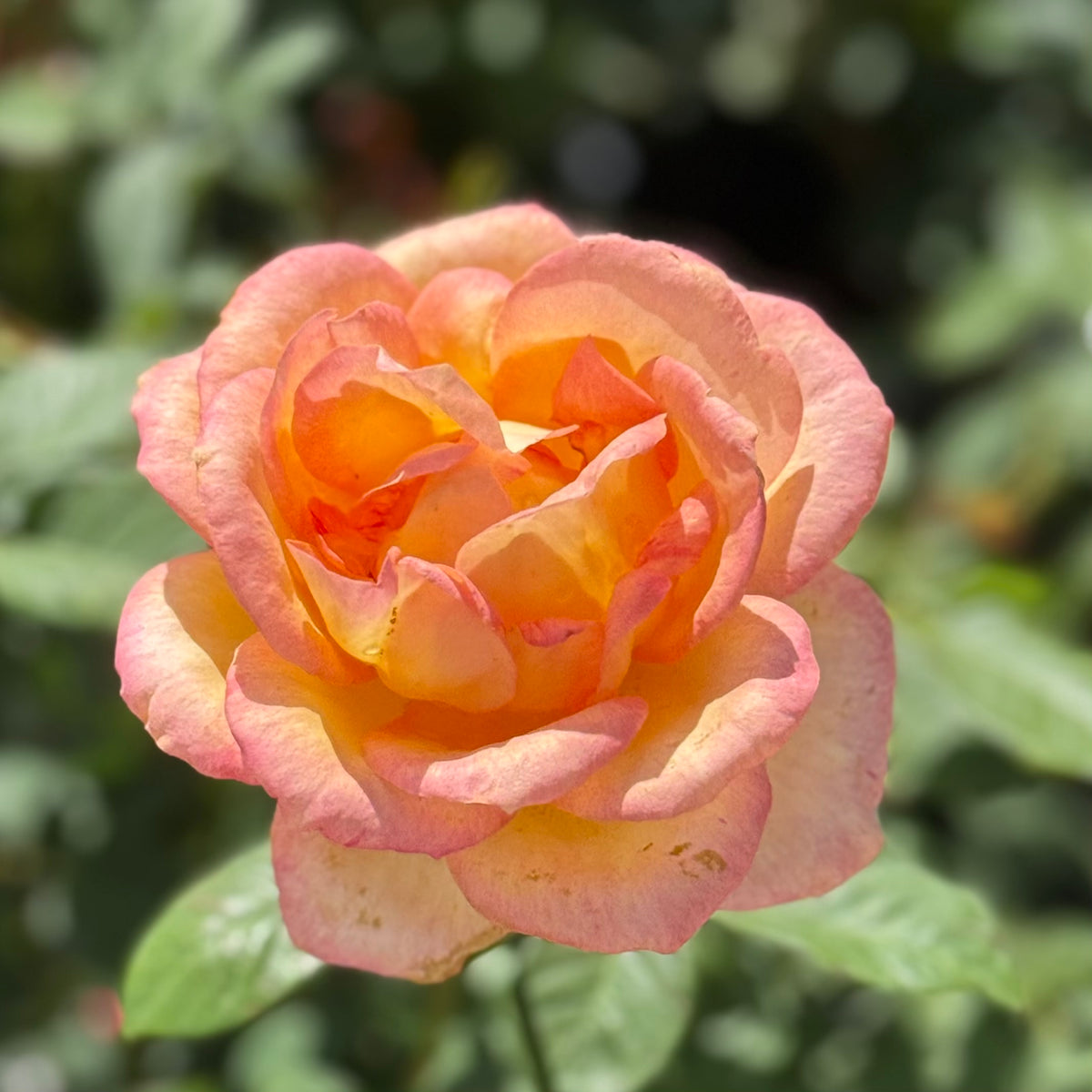 Gold Medal Bare Root Tree Rose