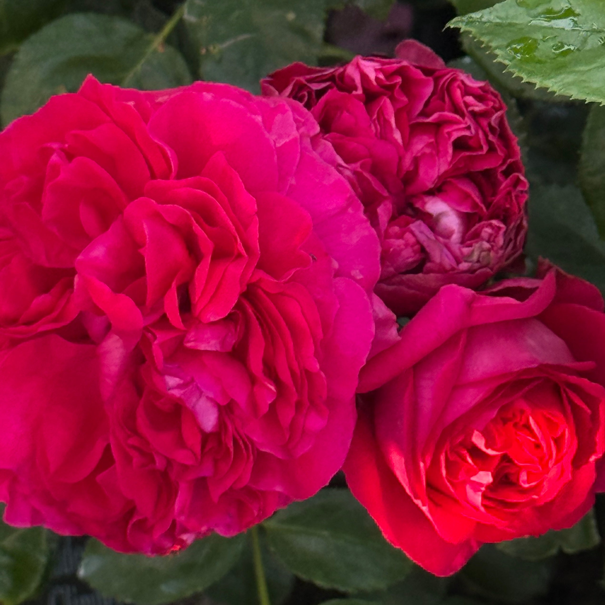 Eden Climber® Red Potted Climbing Rose