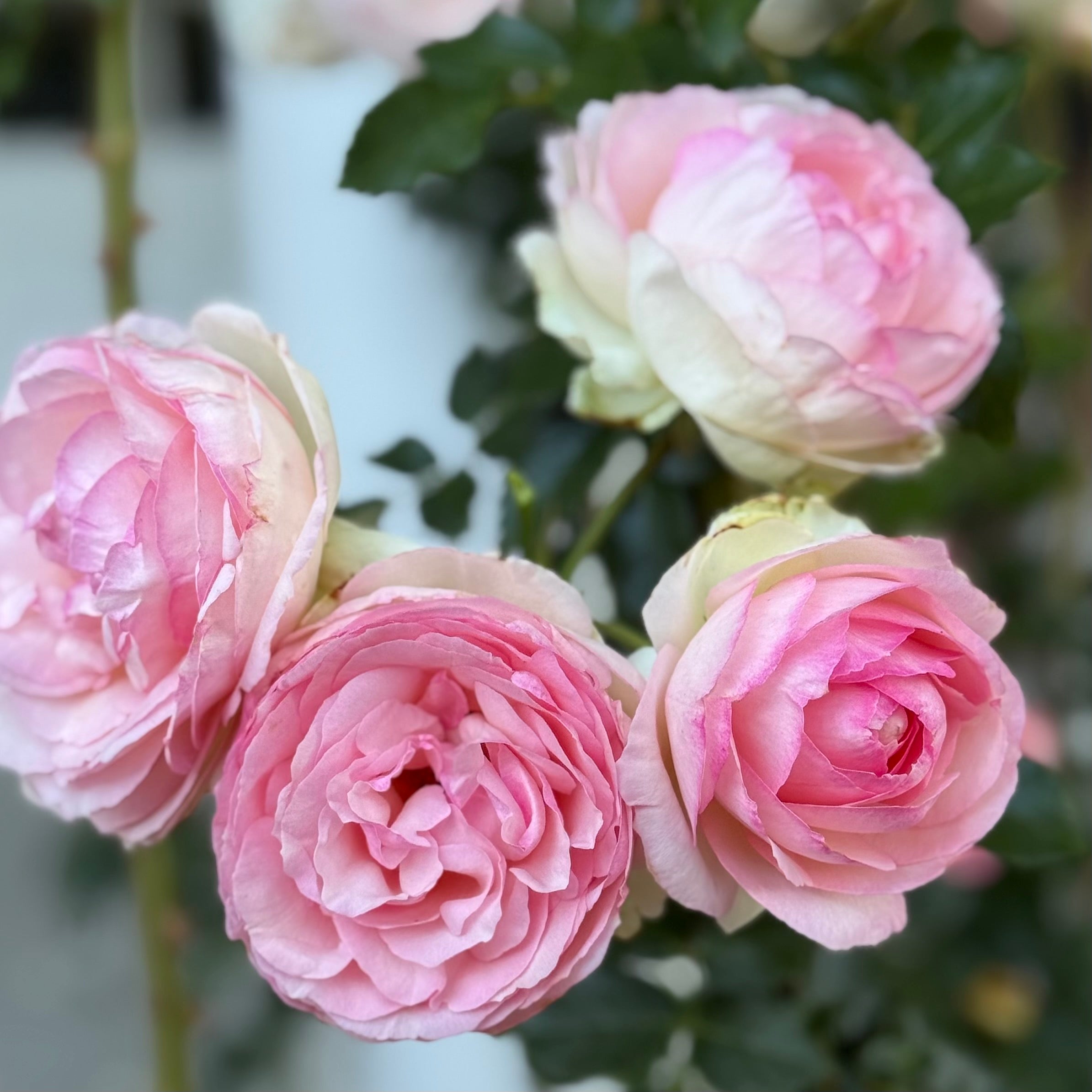 Eden Climber® Potted Climbing Rose