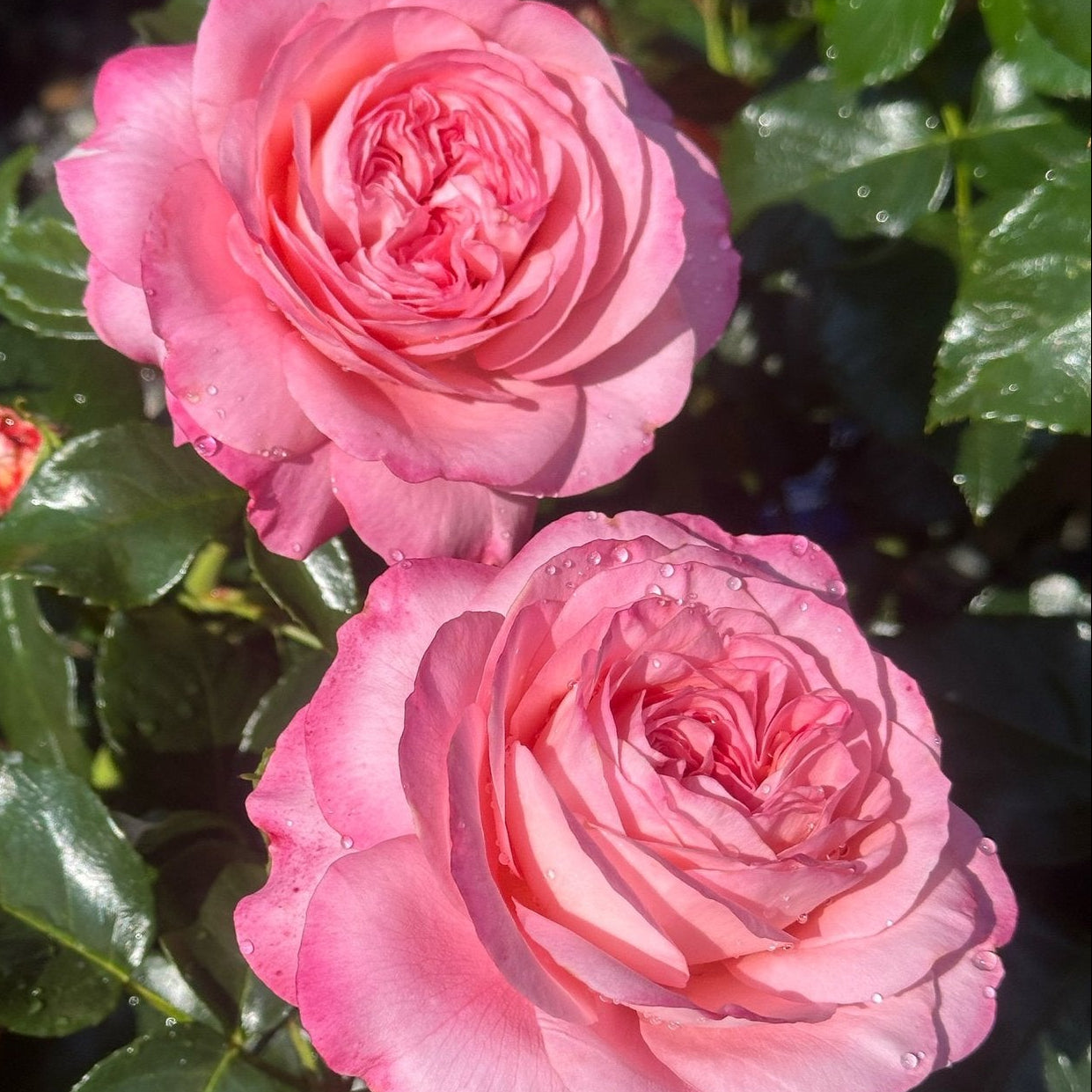 Leap of Faith™ Potted Rose Bush
