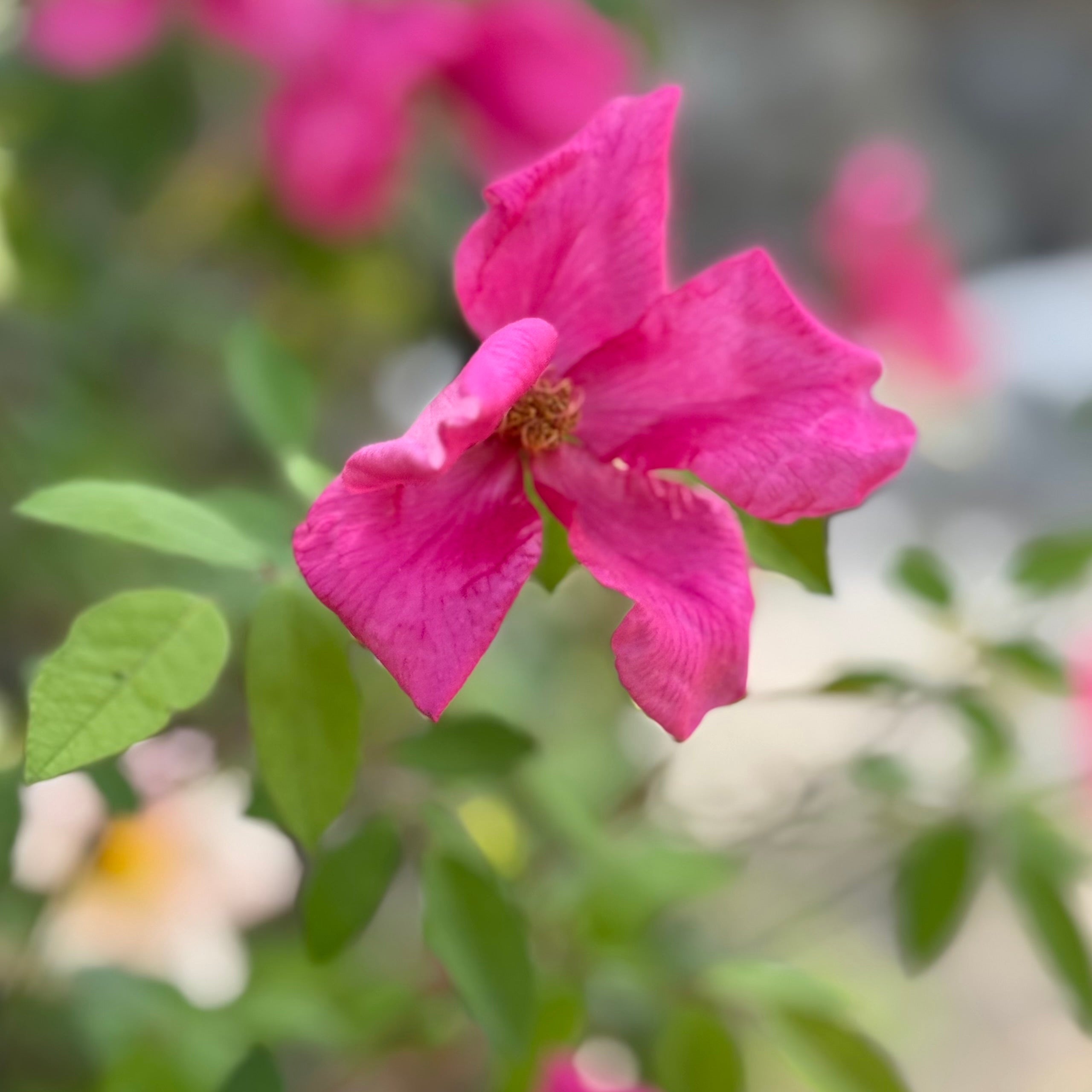 The Butterfly Rose (Mutabalis) Potted Climbing Rose