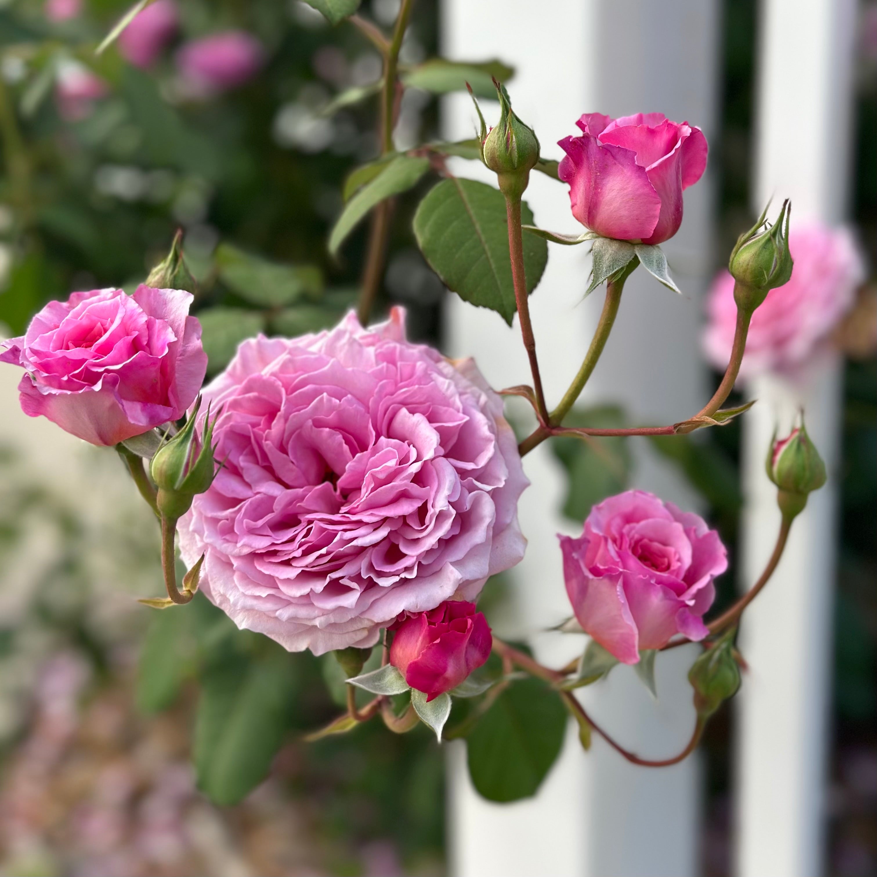 David Austin® James Galway® Potted Climbing Rose