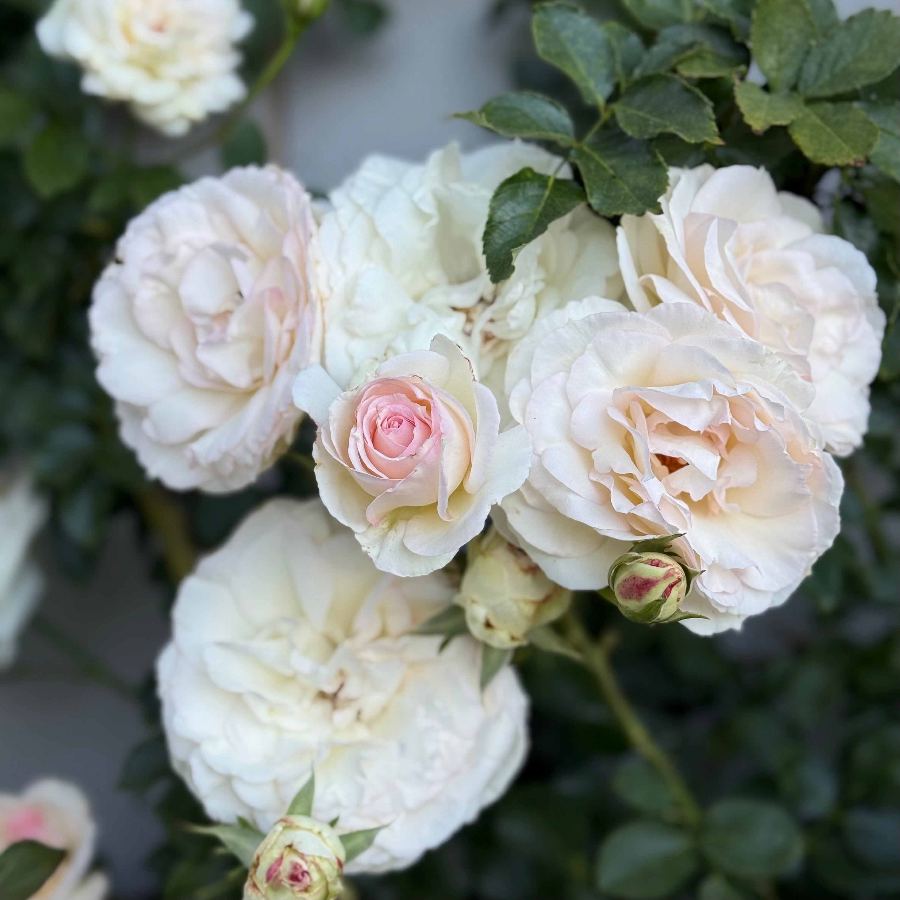 Eden Climber® White Potted Climbing Rose