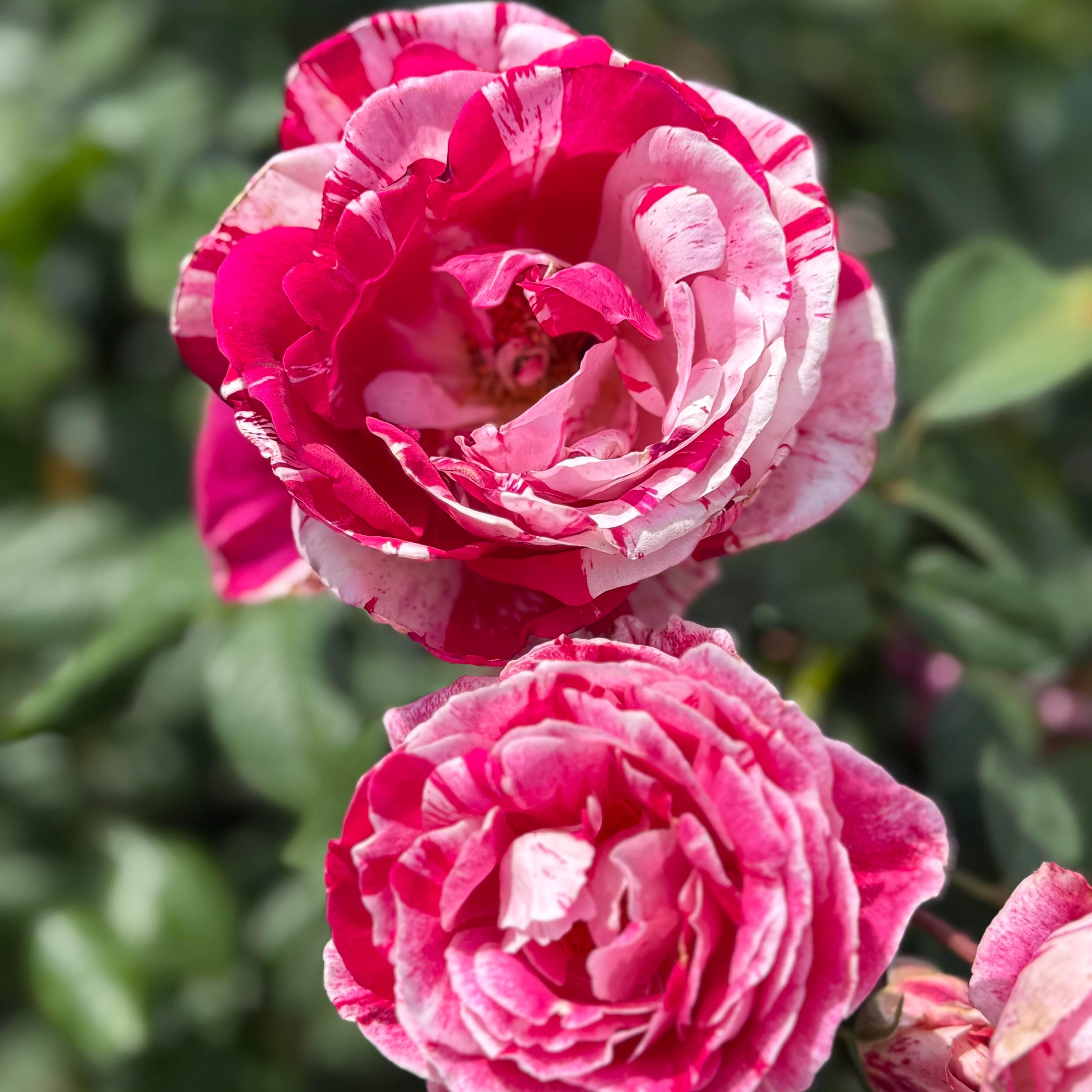 Scentimental Bare Root Tree Rose