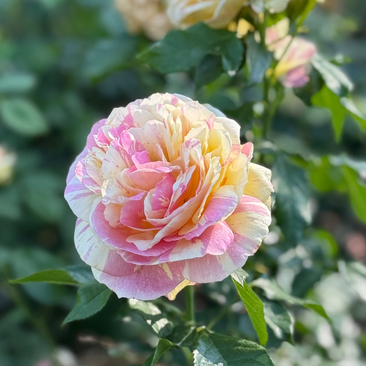 Pop Art™ Bare Root Tree Rose
