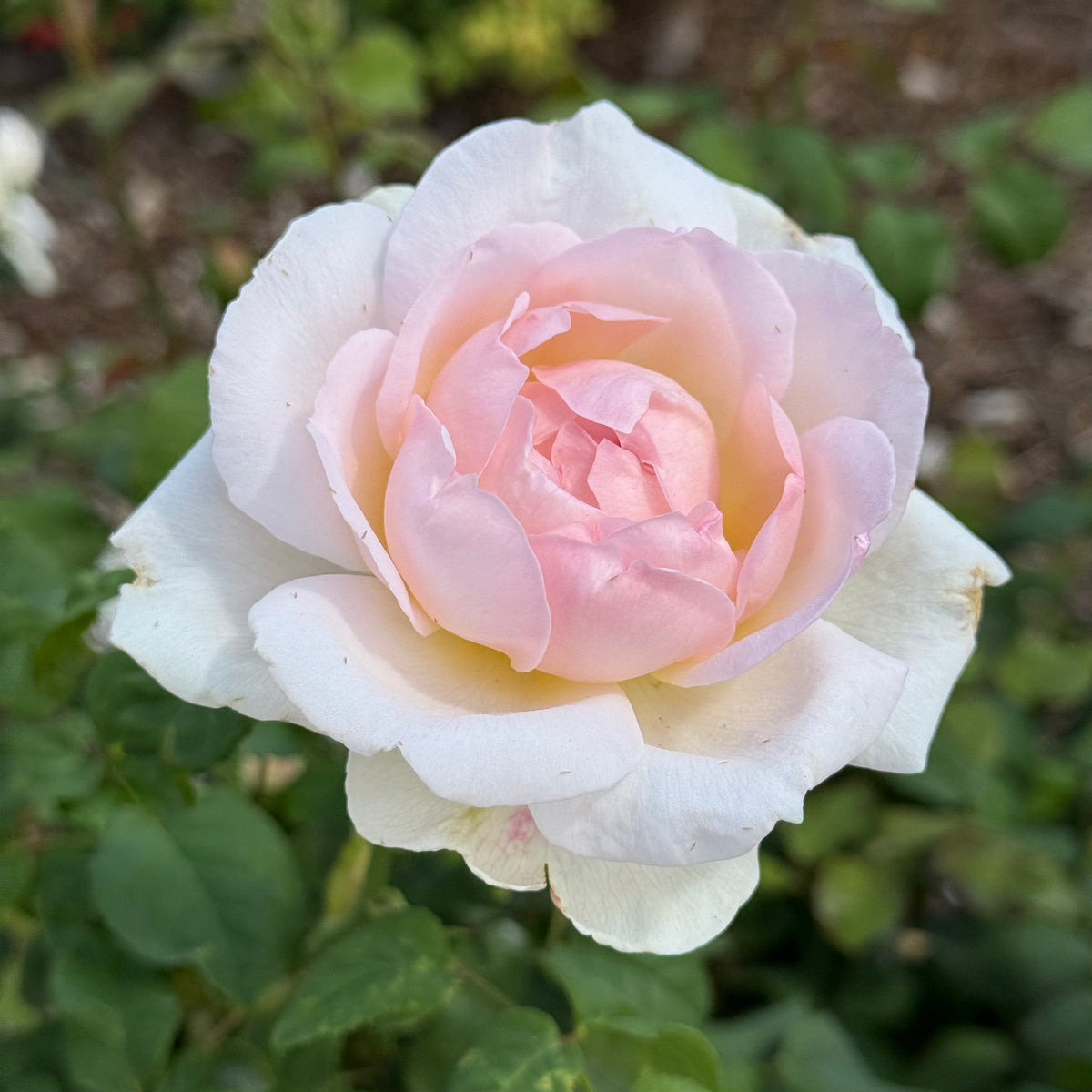 David Austin® Sharifa Asma Potted Rose Bush