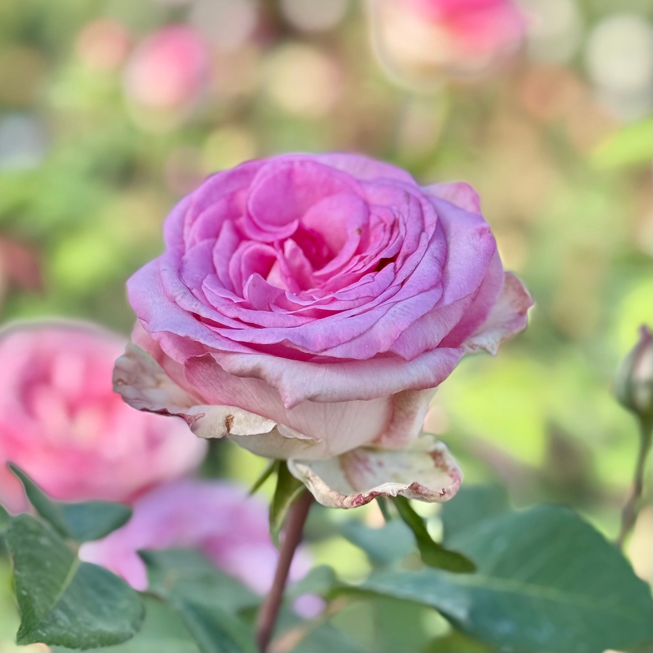 Eleganza® Beverly™ Potted Rose Bush