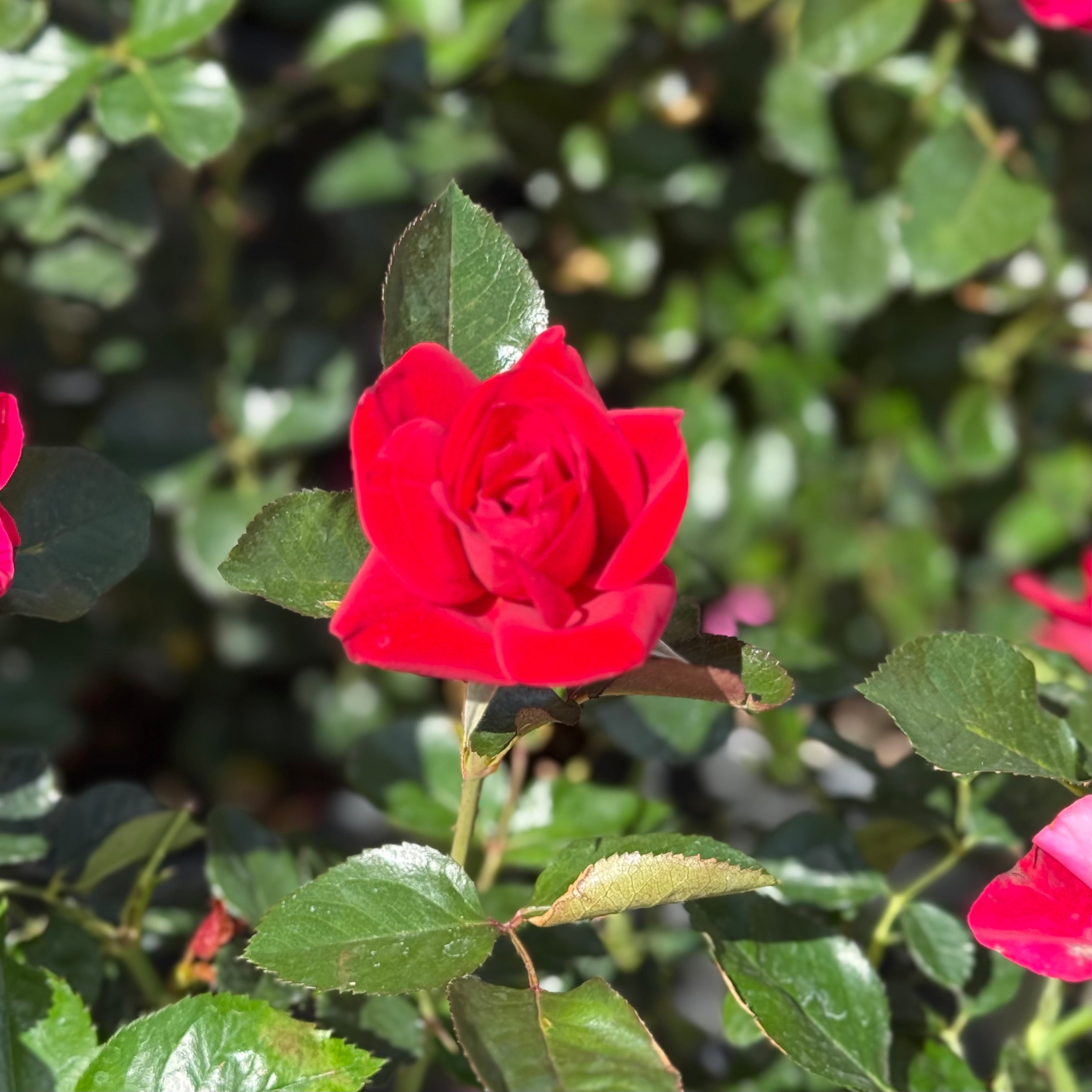 Ruby Red™ Potted Rose Bush