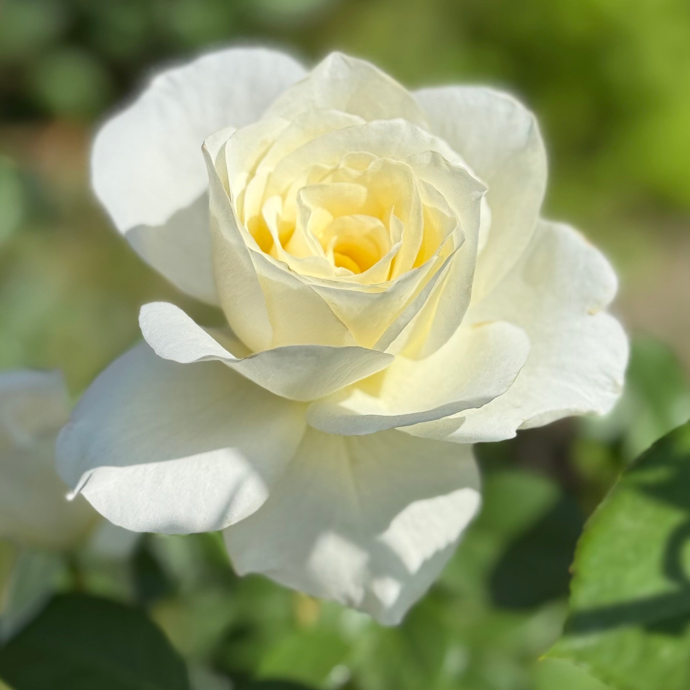 Moondance Potted Rose Bush