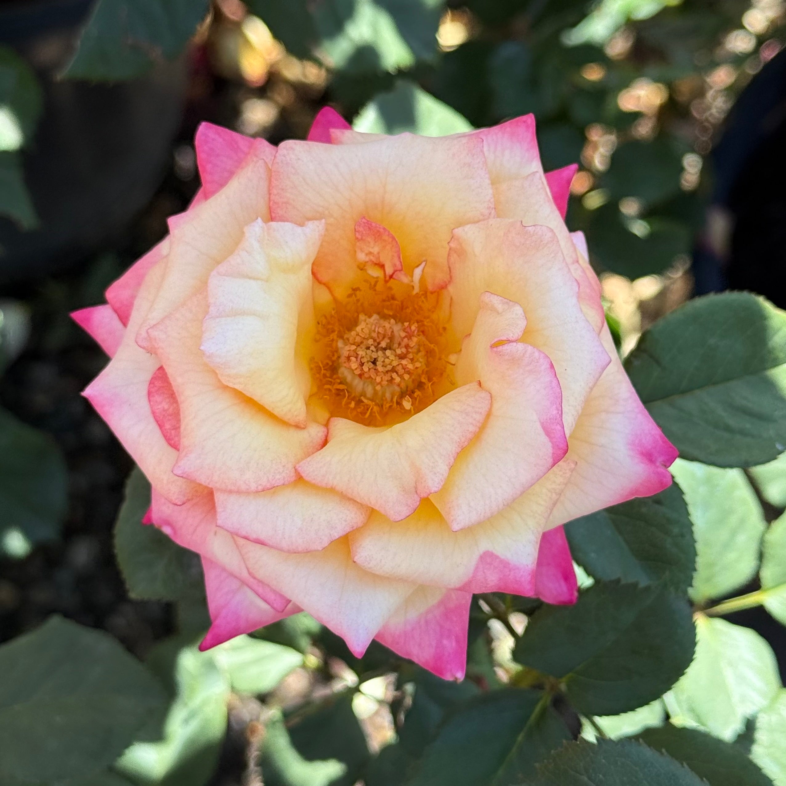Dream Come True™ Potted Rose Bush