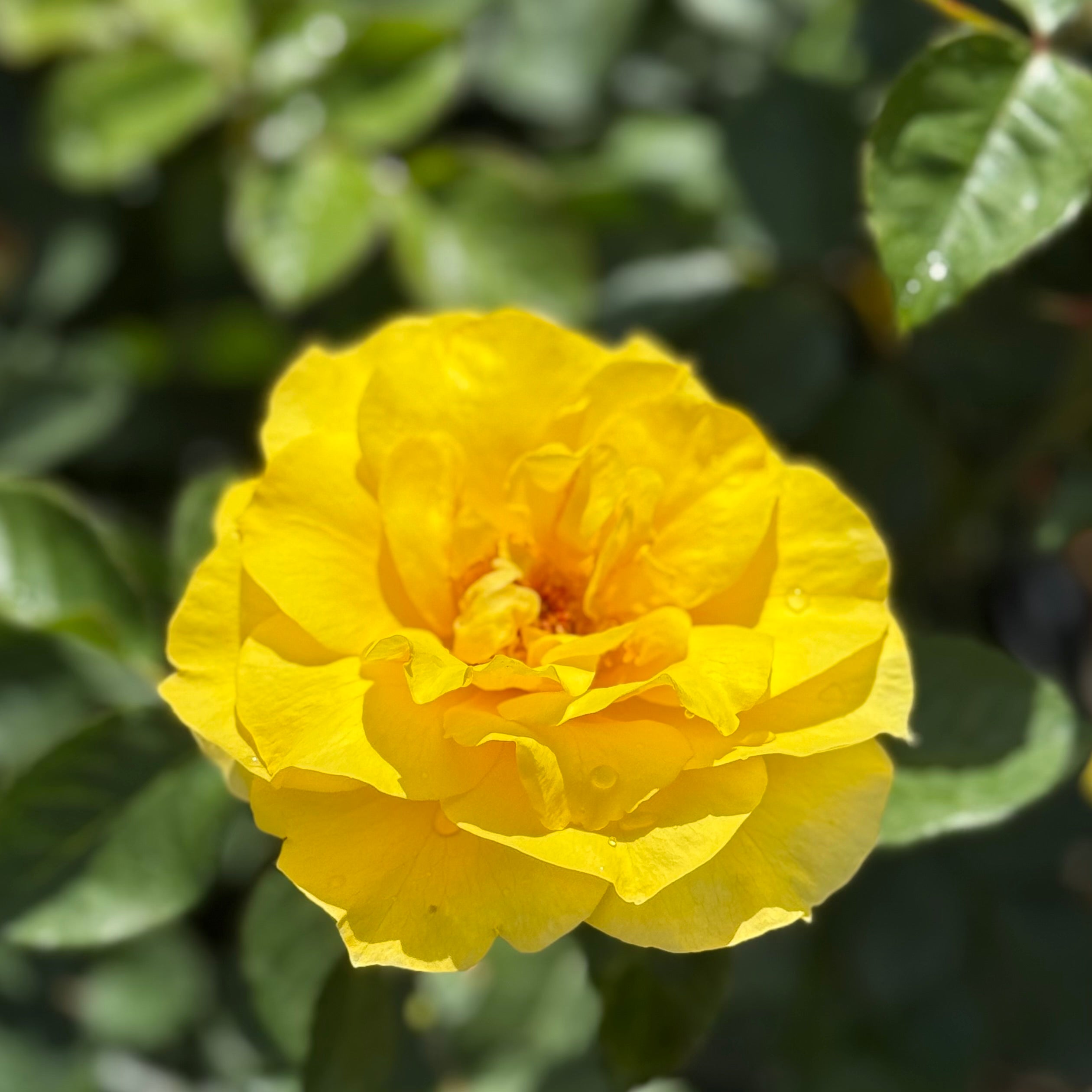 Sunsprite™ Potted Rose Bush