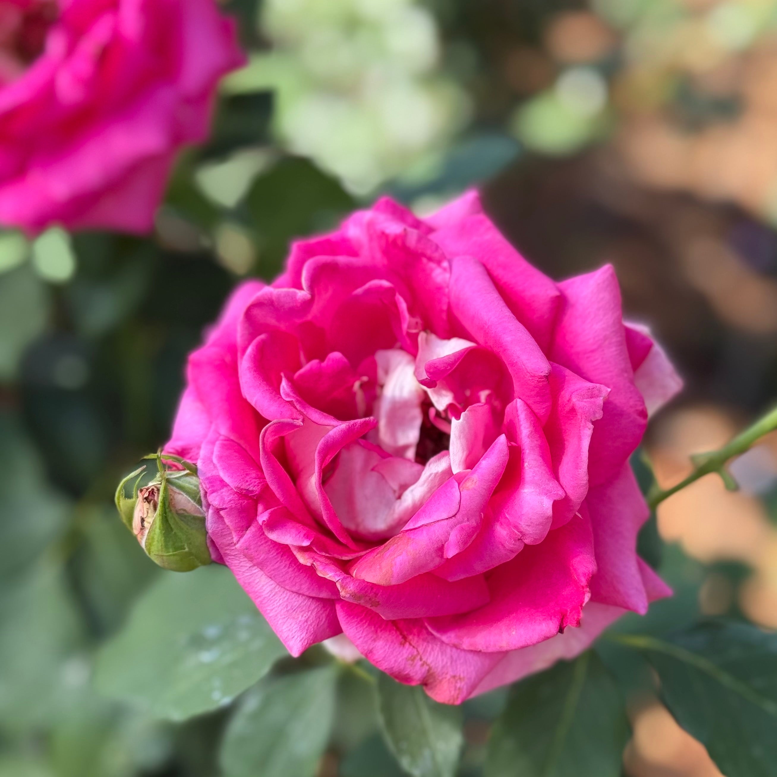 Picture Perfect™ Potted Tree Rose