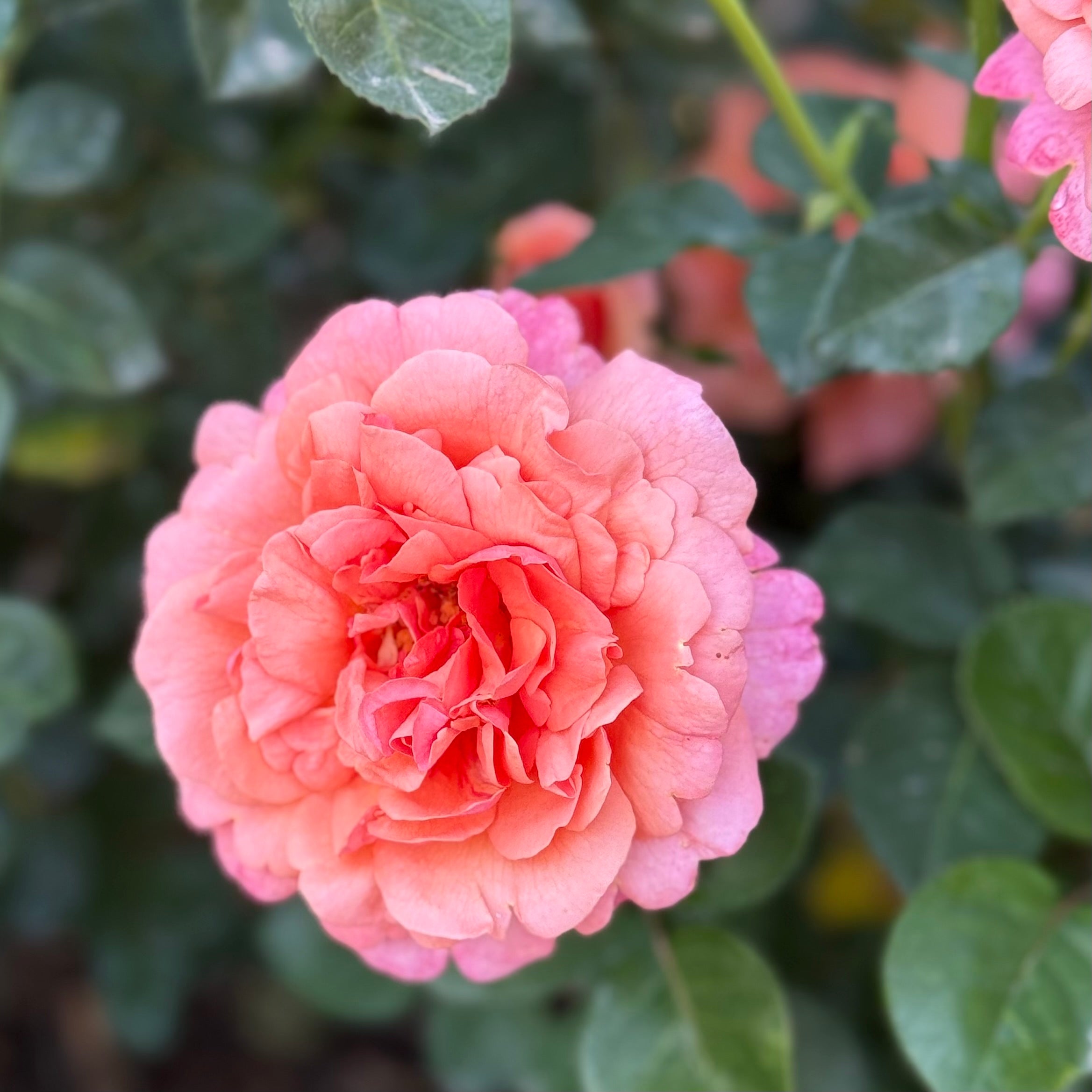 Easy Does It® Potted Rose Bush