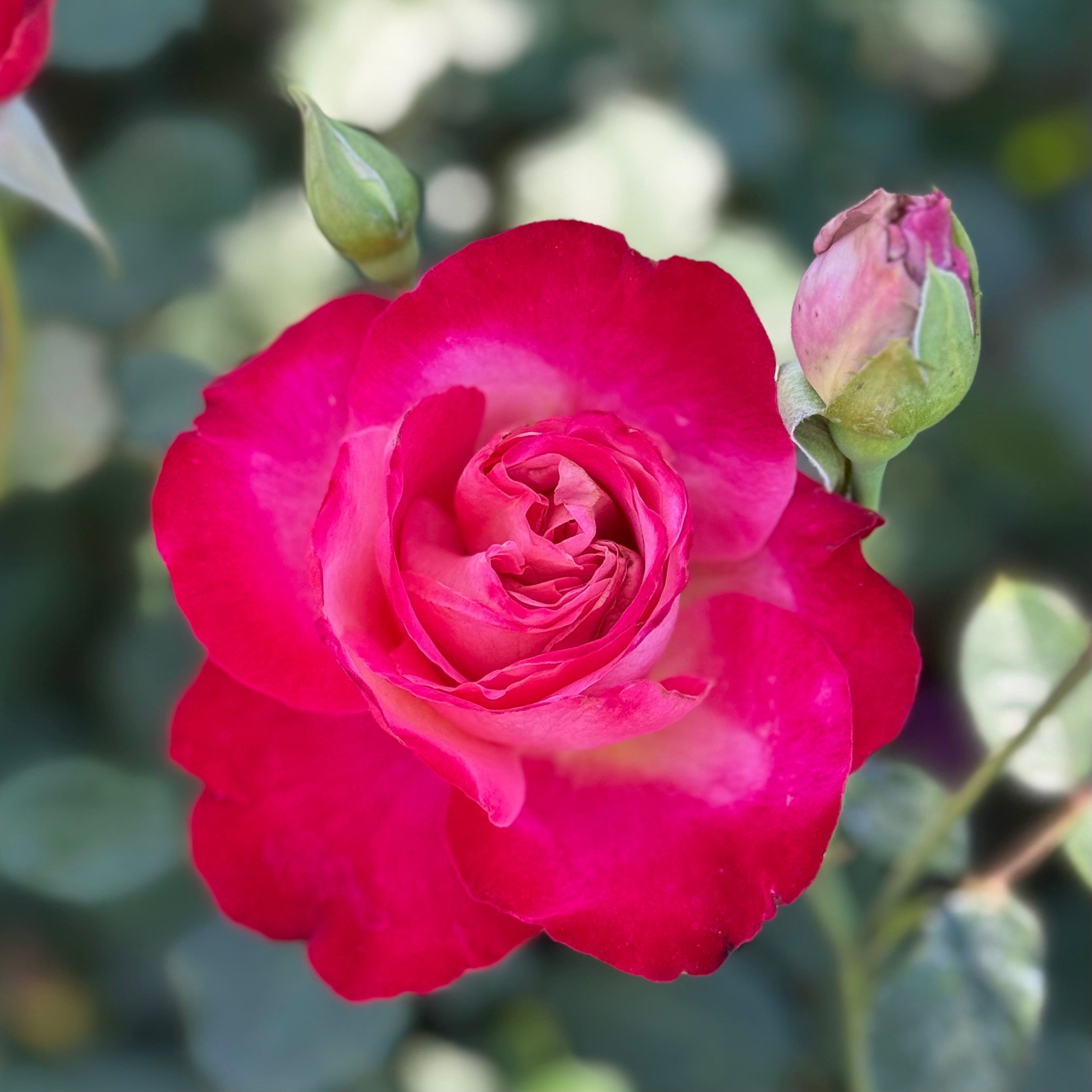 Mon Cheri™ Potted Rose Bush