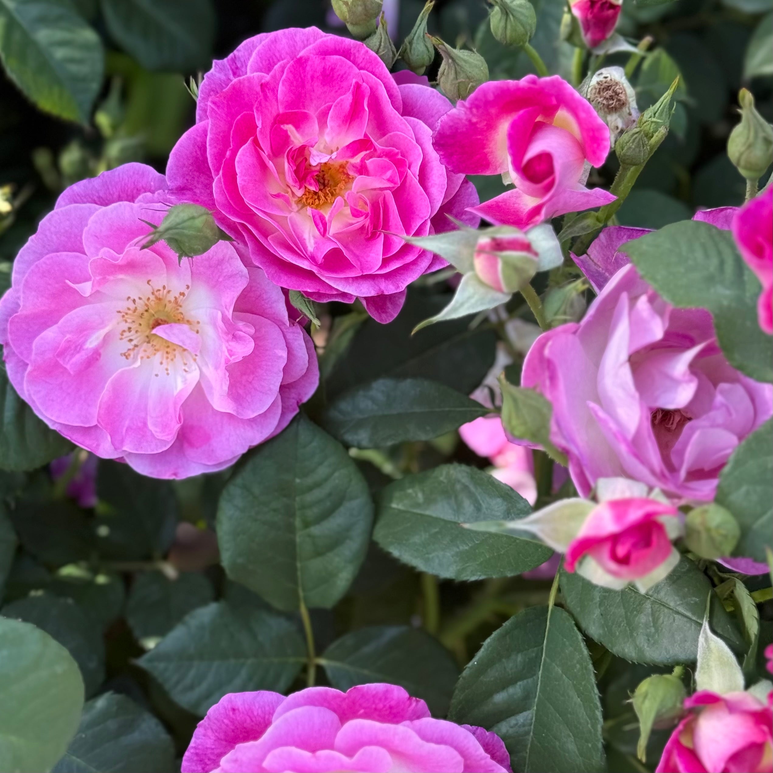 Brilliant Pink Iceberg Potted Rose Bush