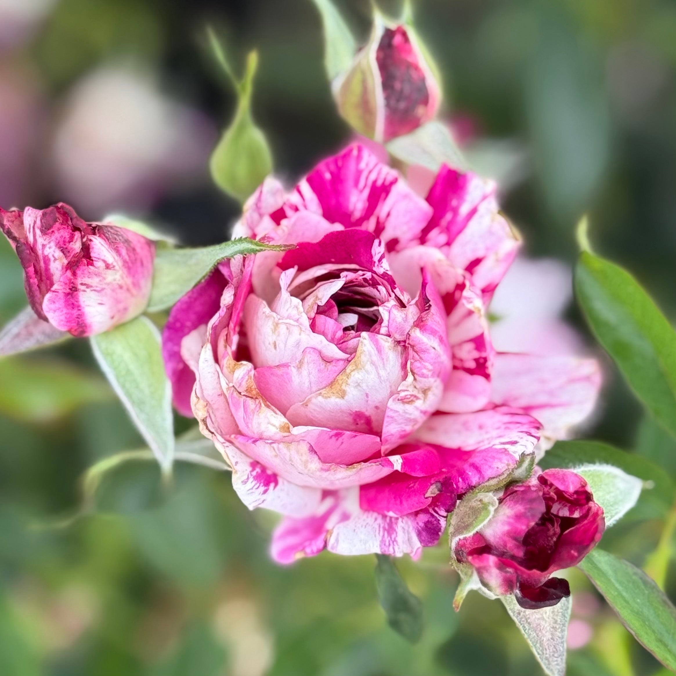Purple Tiger Potted Rose Bush