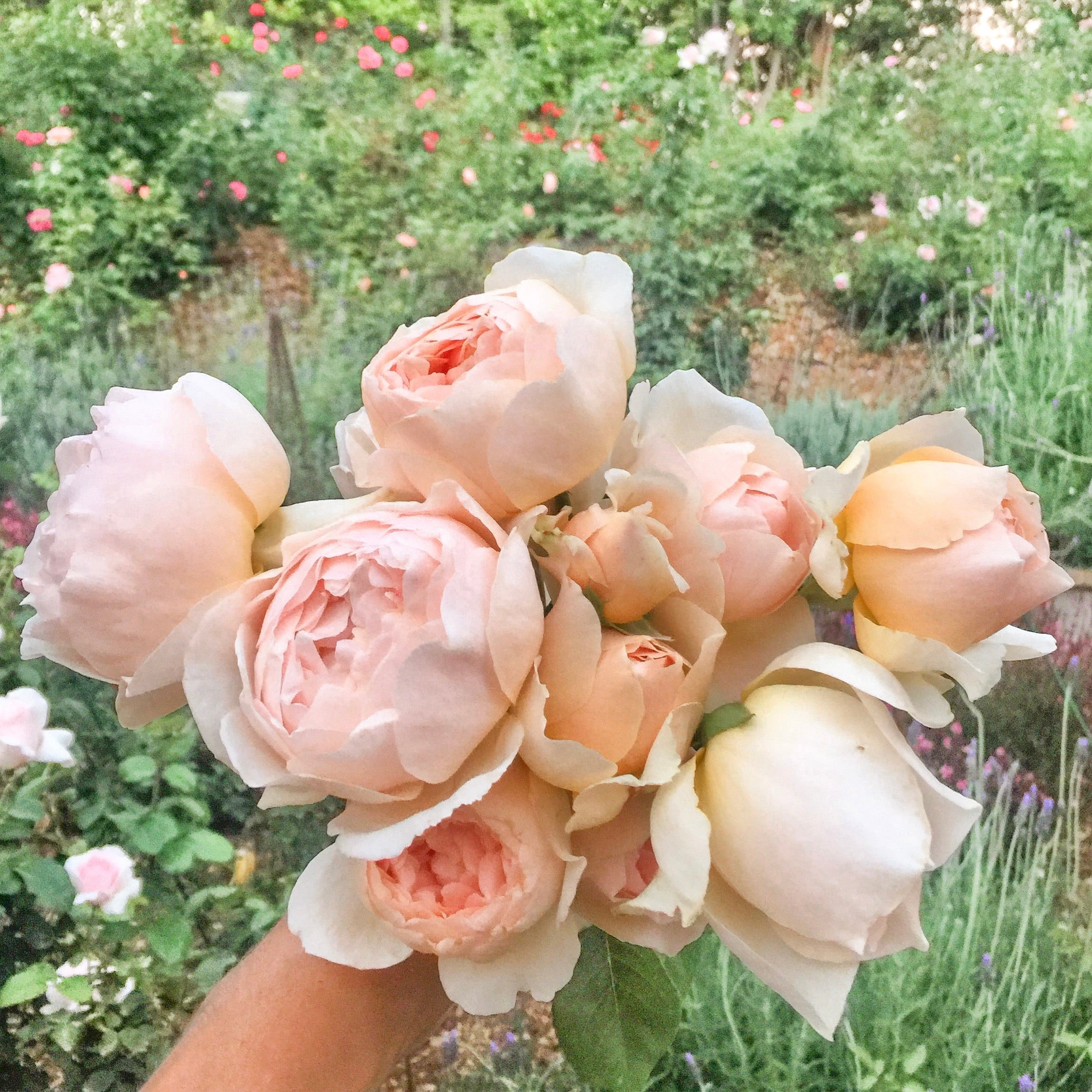 David Austin® Jude the Obscure® Potted Rose Bush